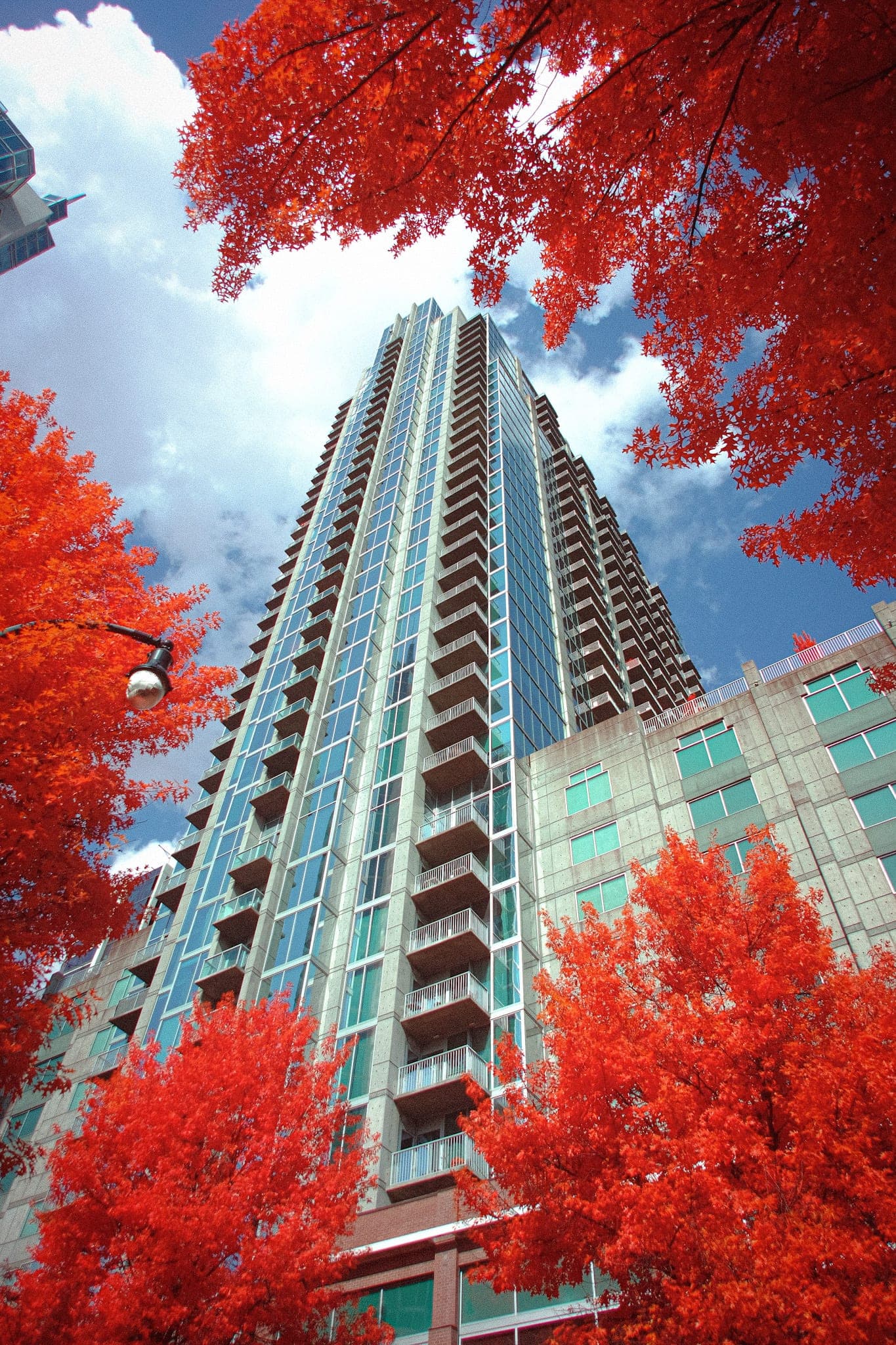 Near-infrared photograph from the Atlanta series — description pending curation