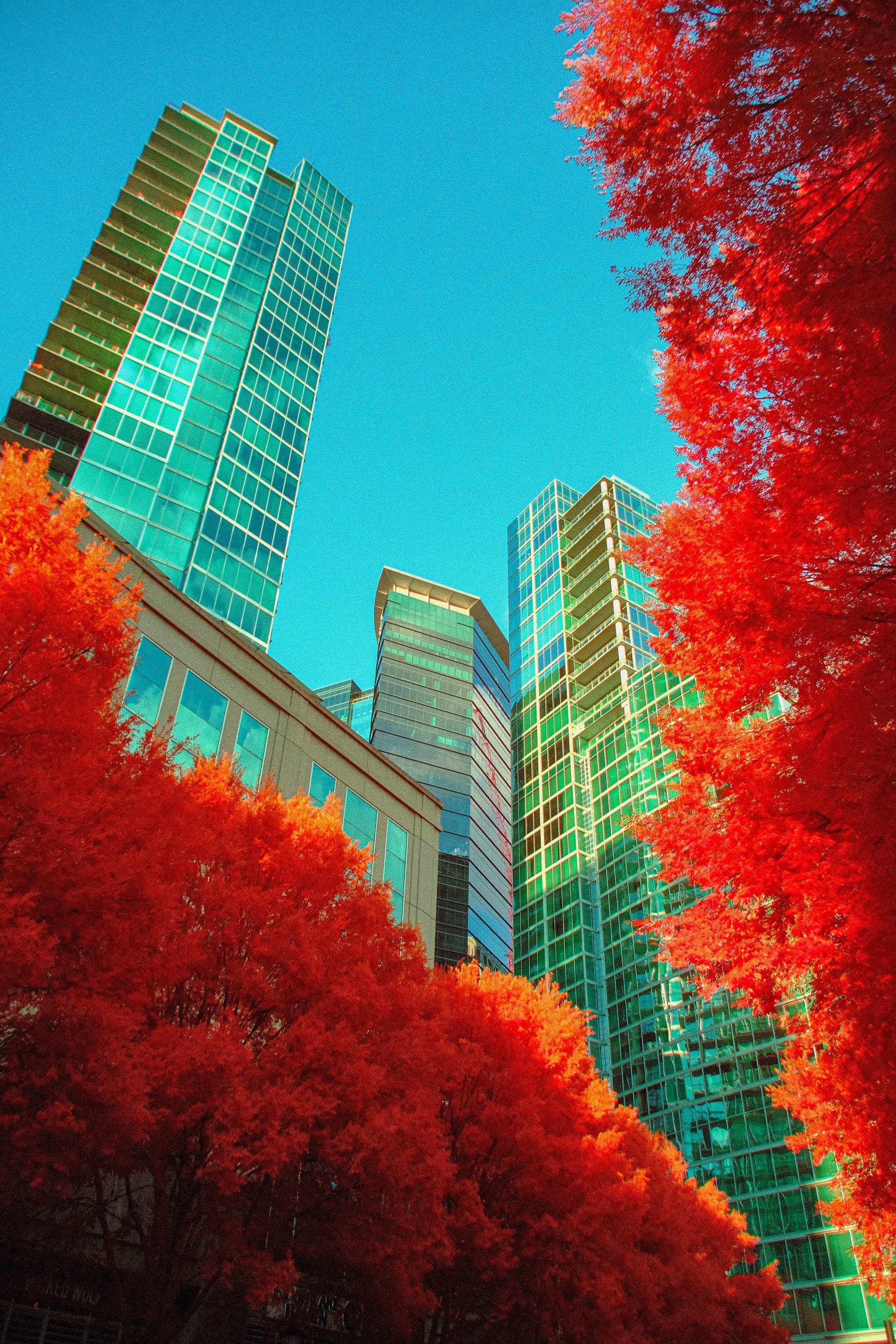 Near-infrared photograph from the Atlanta series — description pending curation