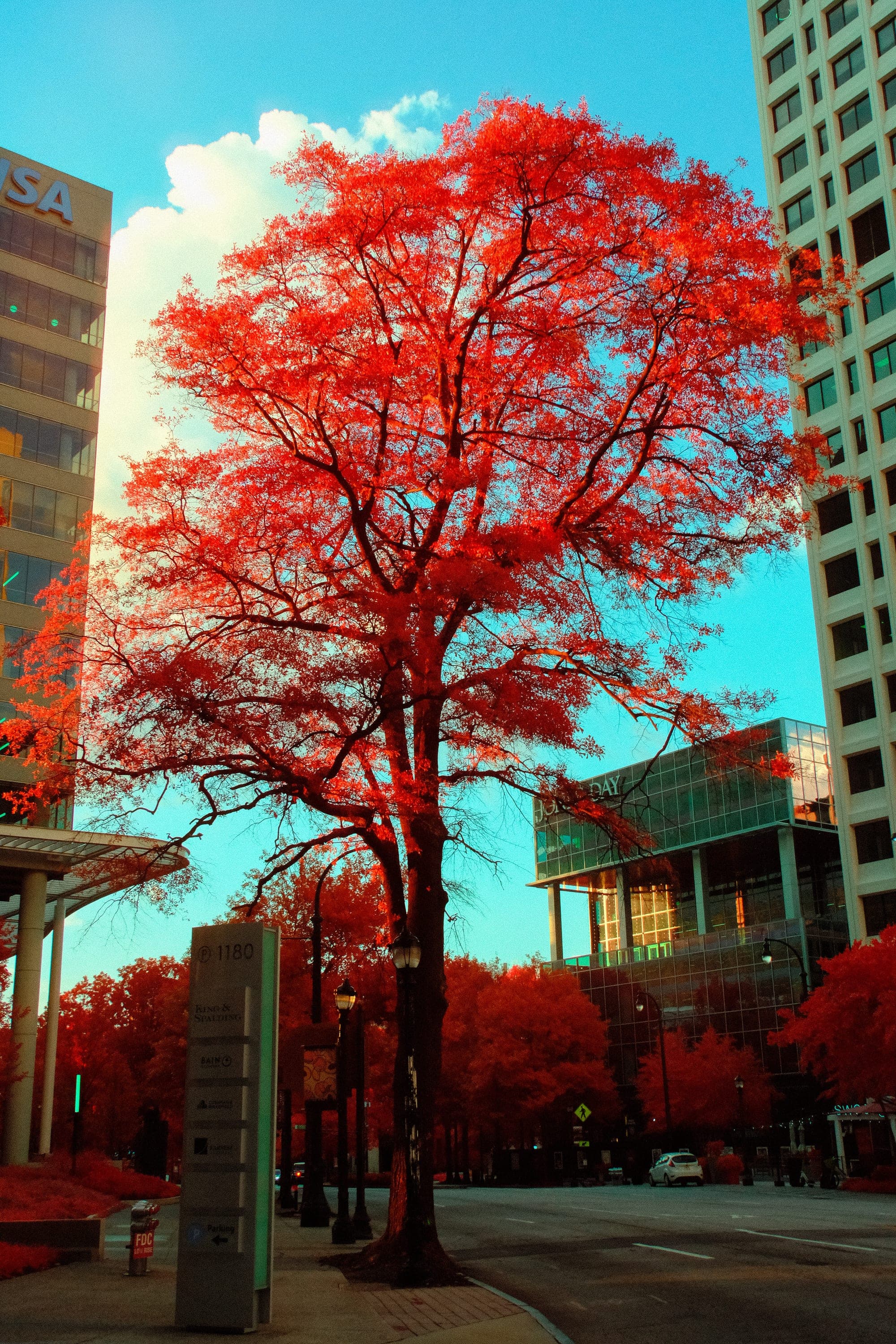 Near-infrared photograph from the Atlanta series — description pending curation