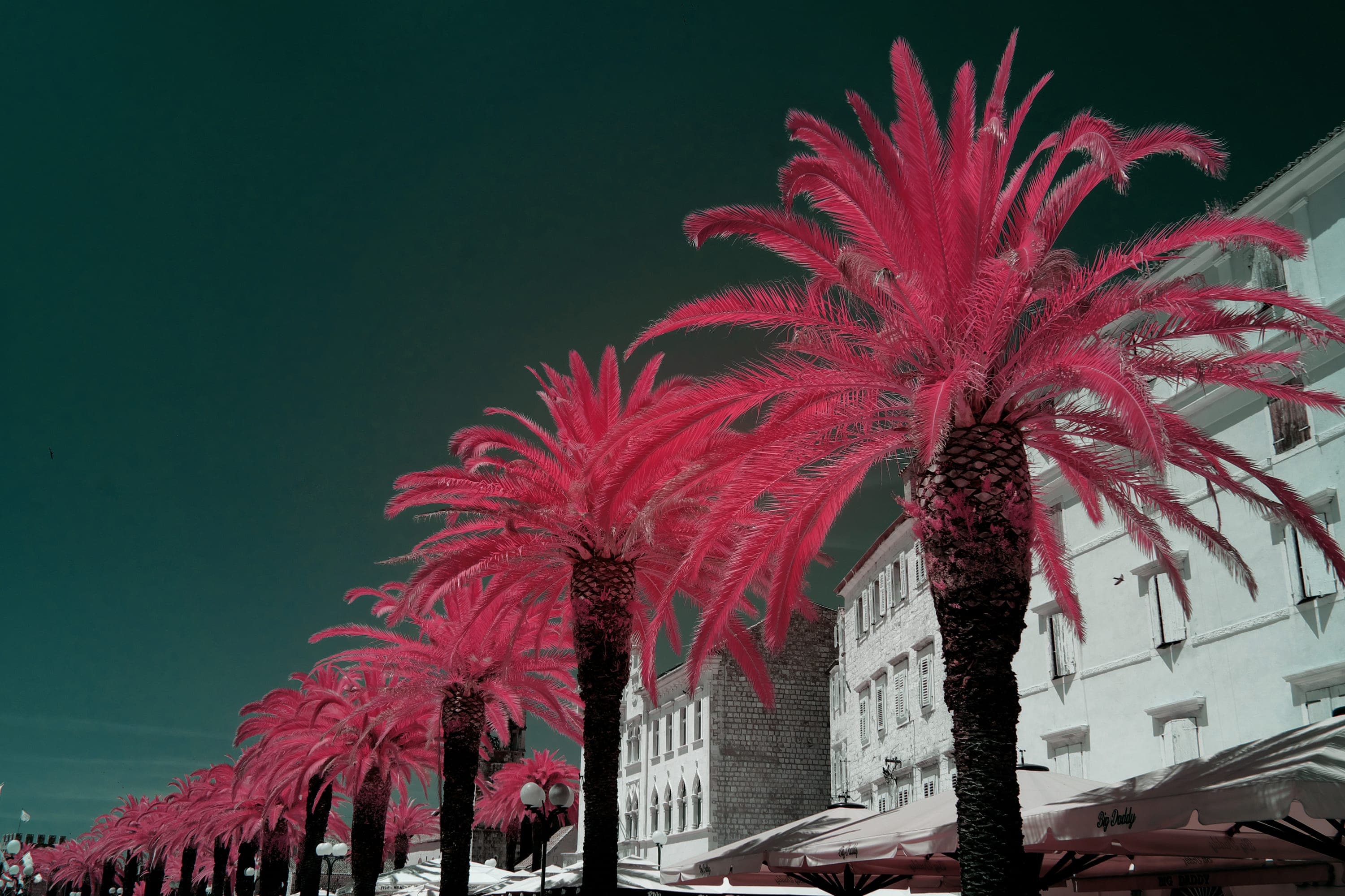 Near-infrared photograph from the Croatia series — description pending curation
