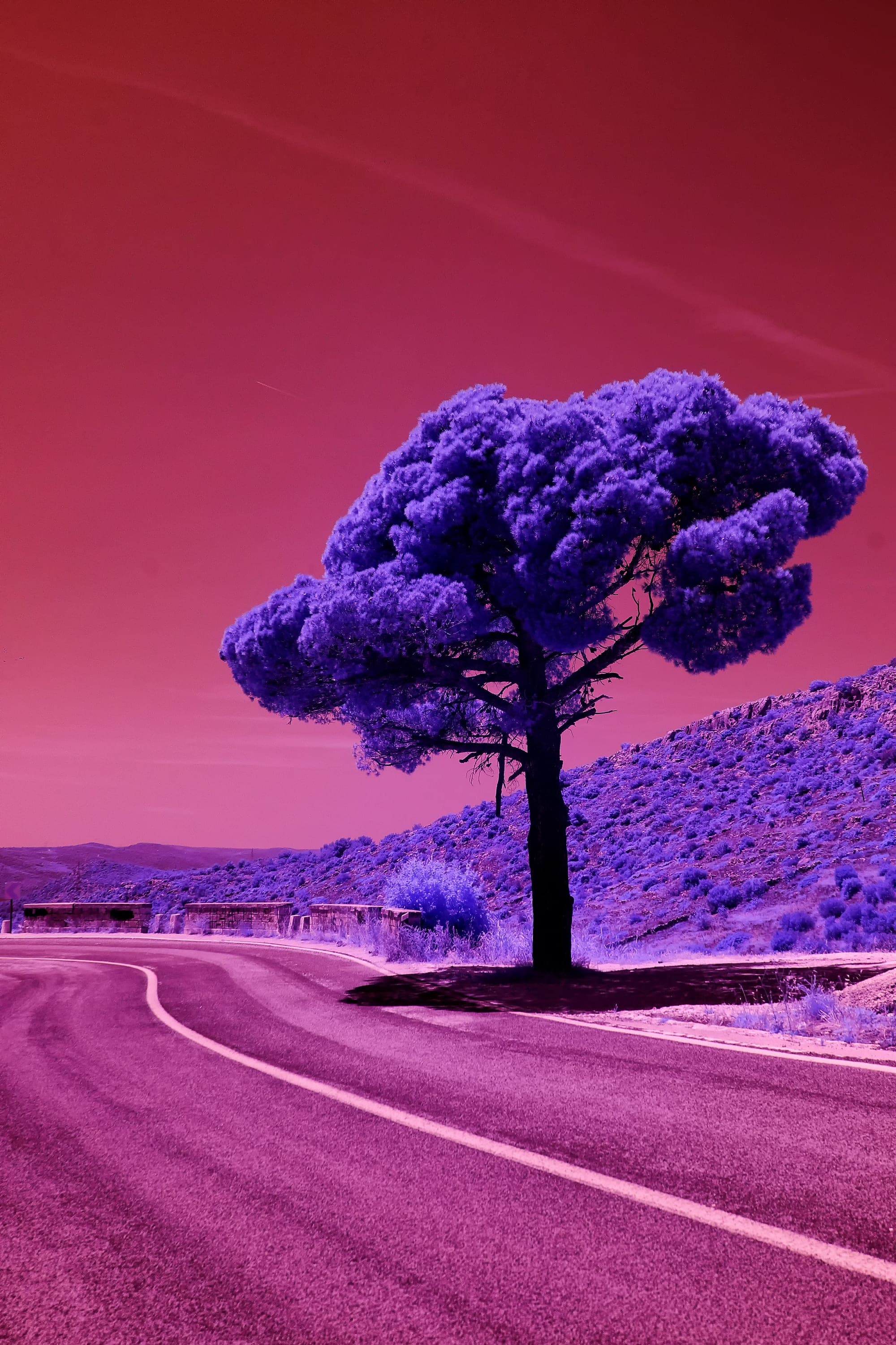 Near-infrared photograph from the Croatia series — description pending curation