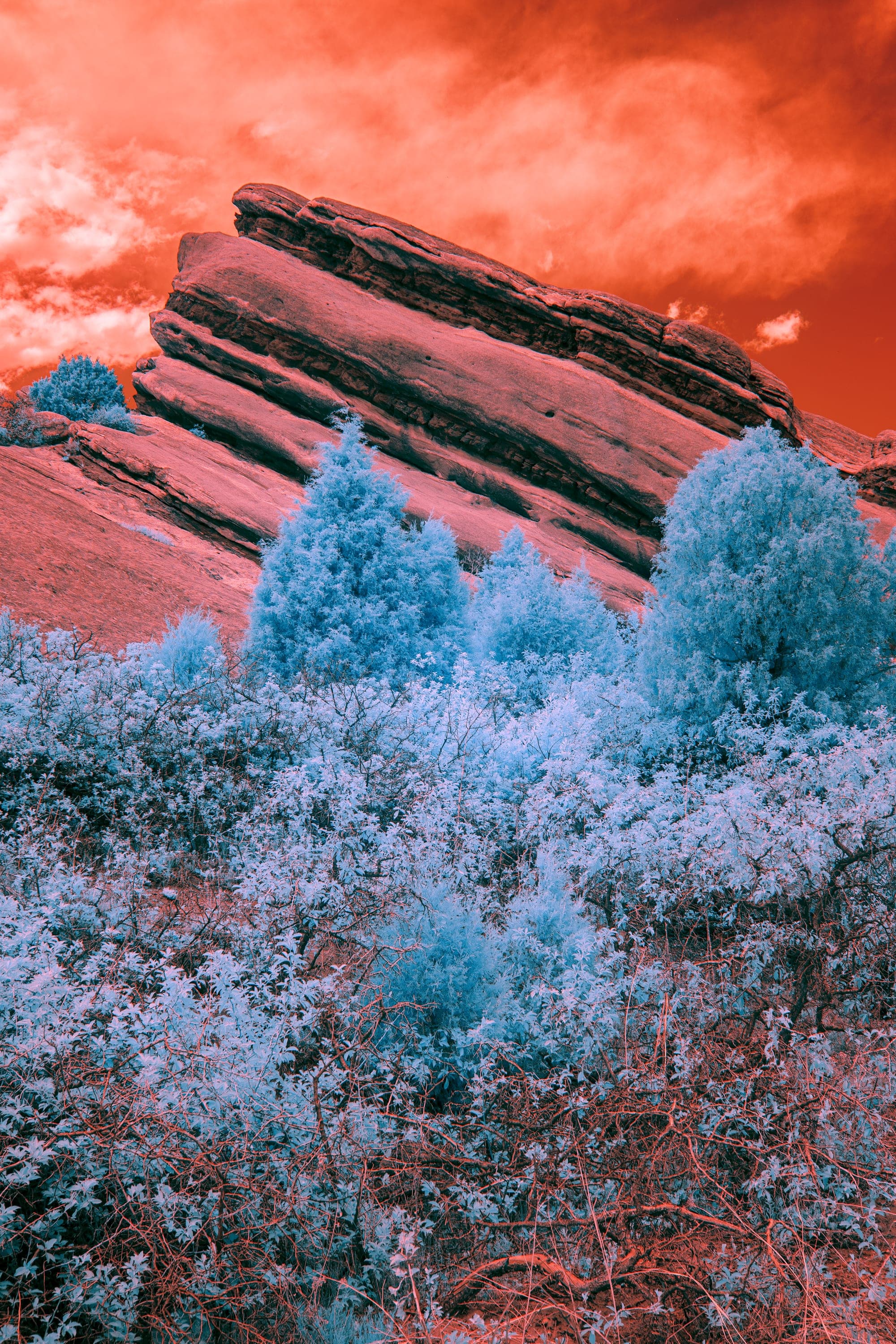 Near-infrared photograph from the Denver series — description pending curation