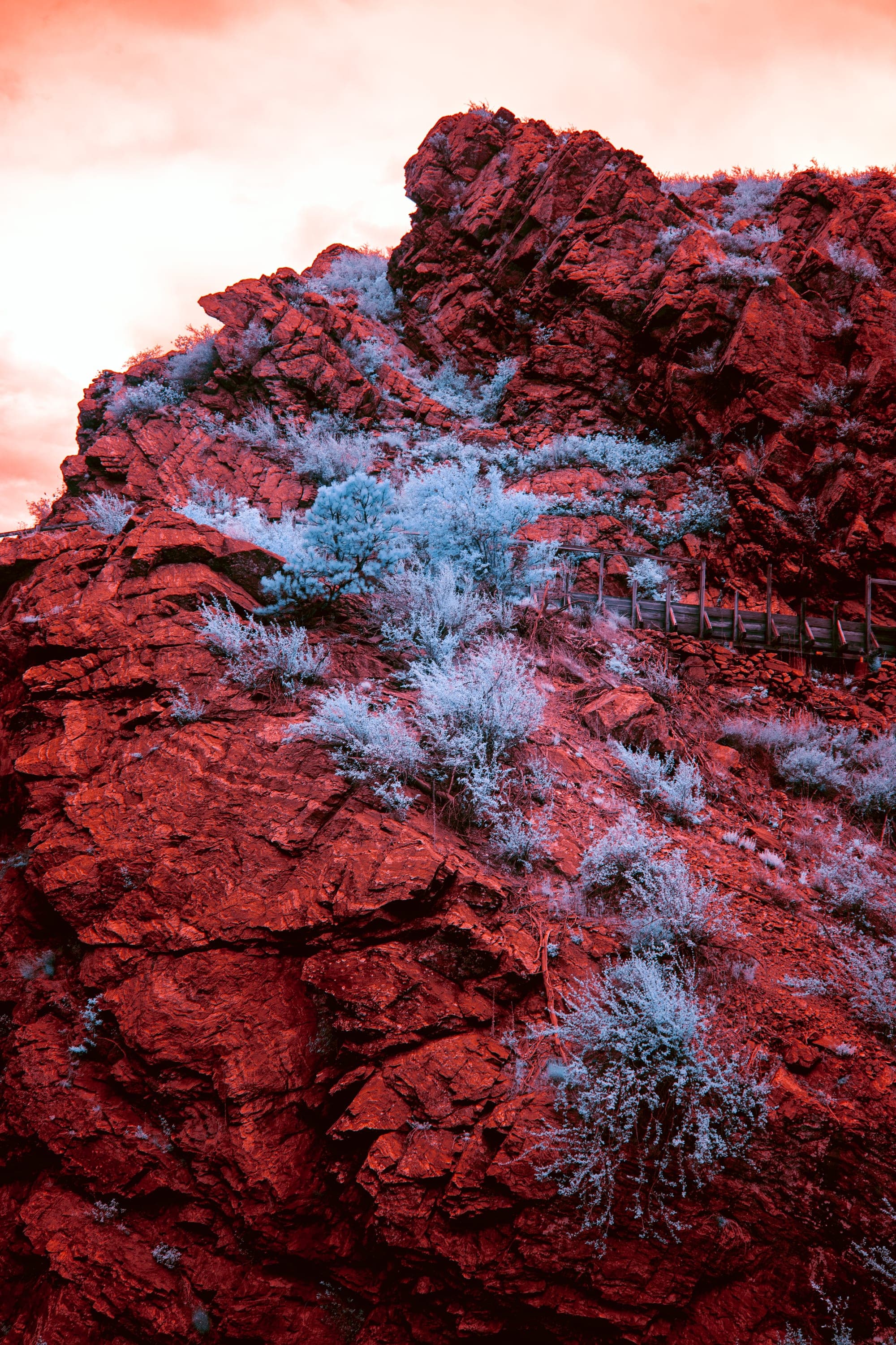 Near-infrared photograph from the Denver series — description pending curation