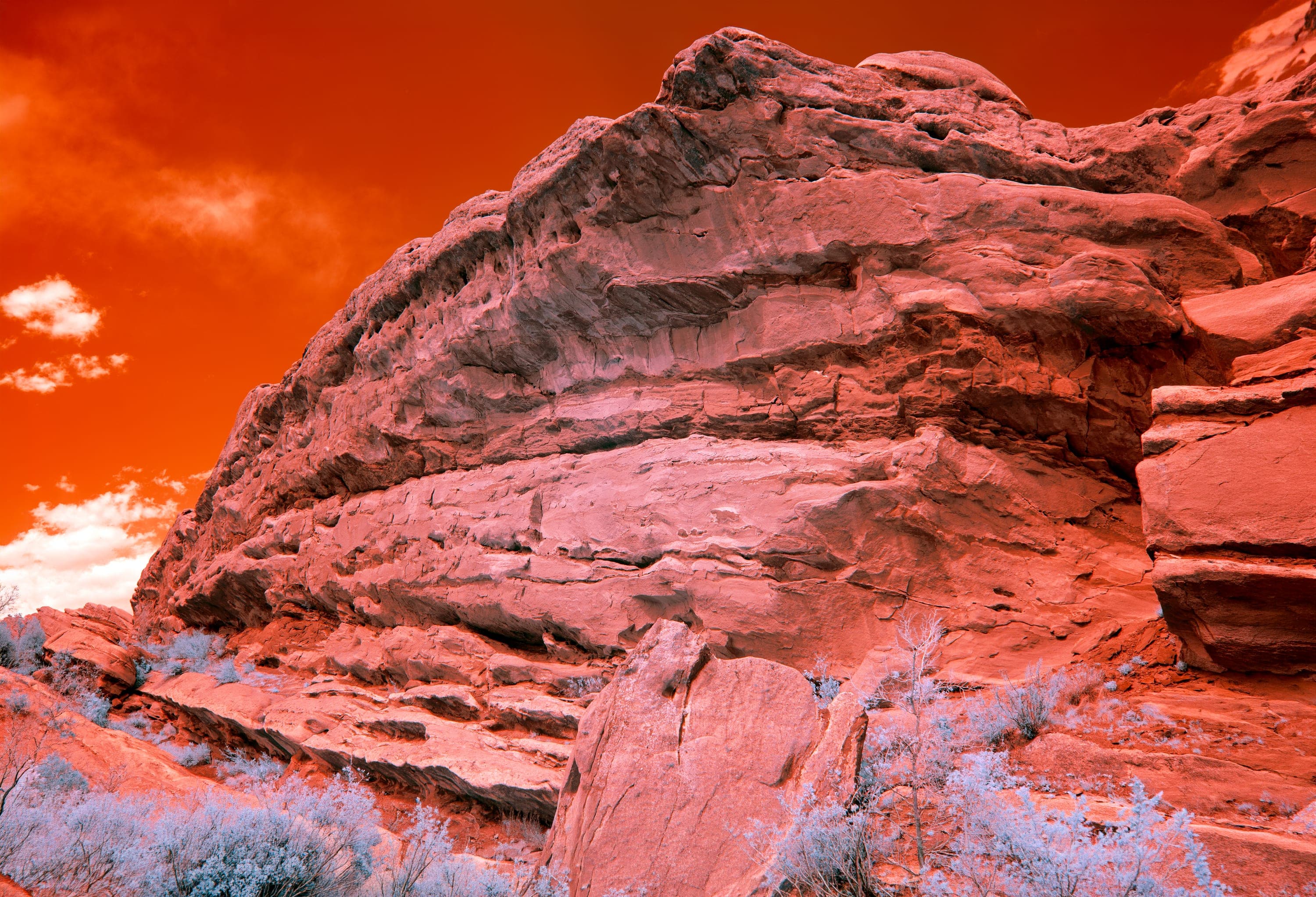 Near-infrared photograph from the Denver series — description pending curation