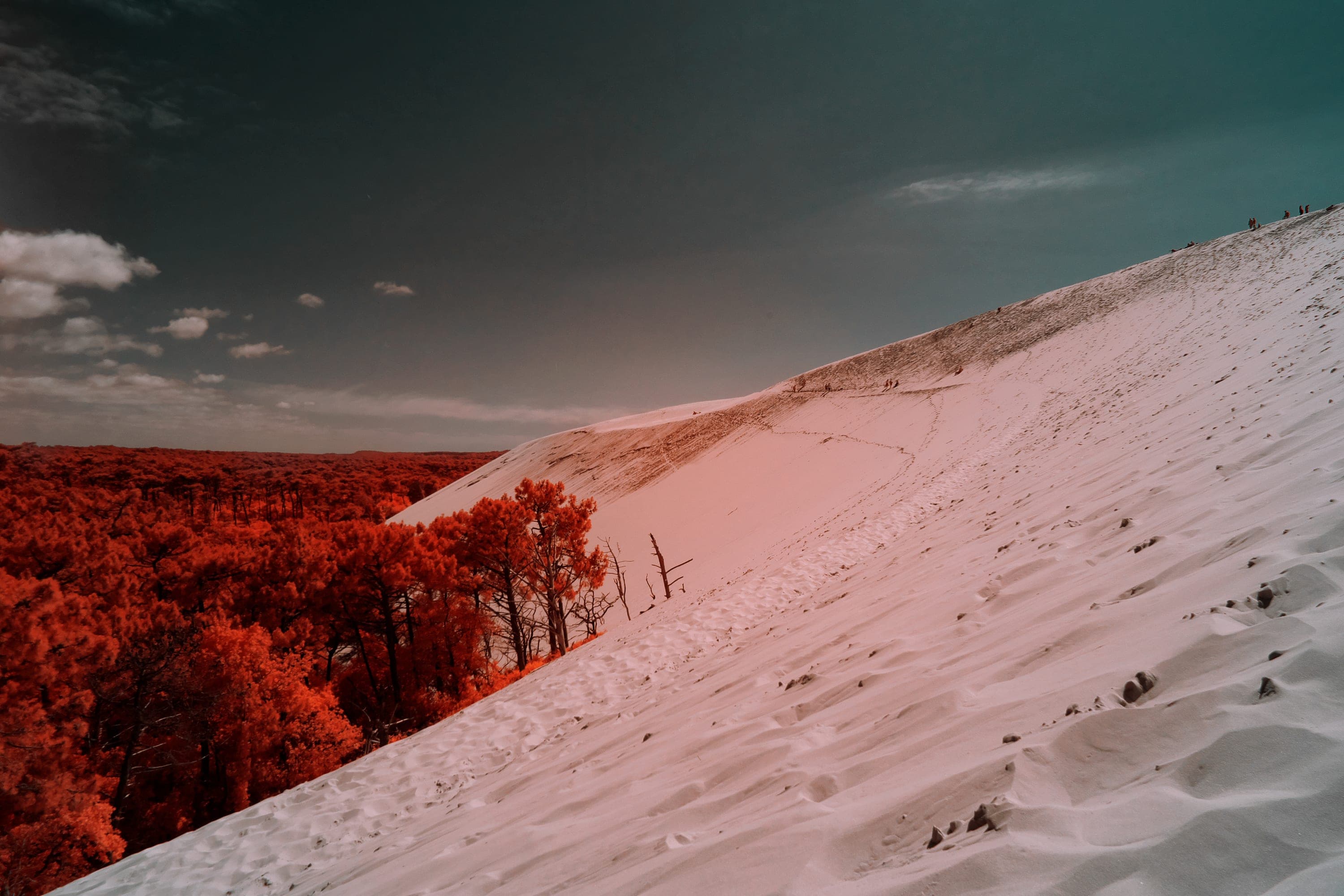 Near-infrared photograph from the France series — description pending curation