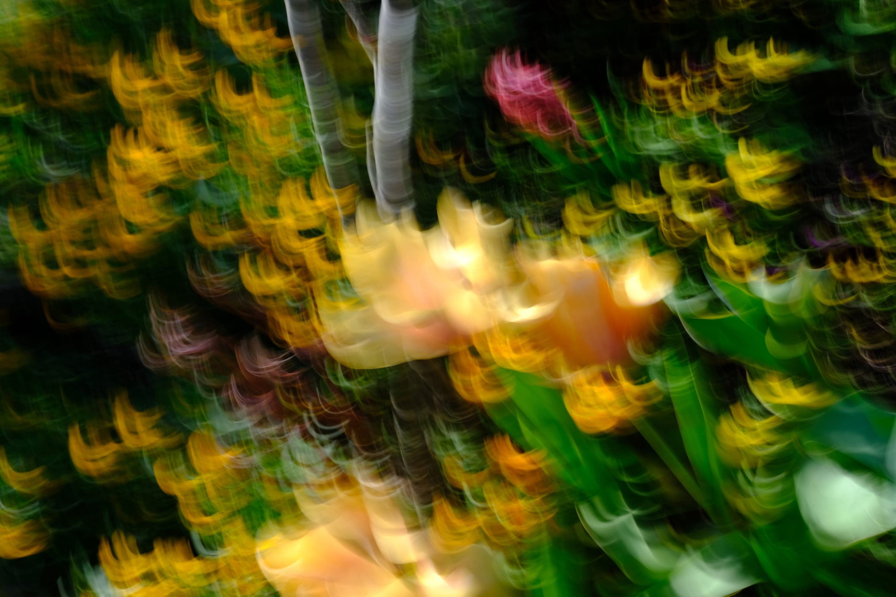 Impressionist camera-movement study from the Giverny series — description pending curation