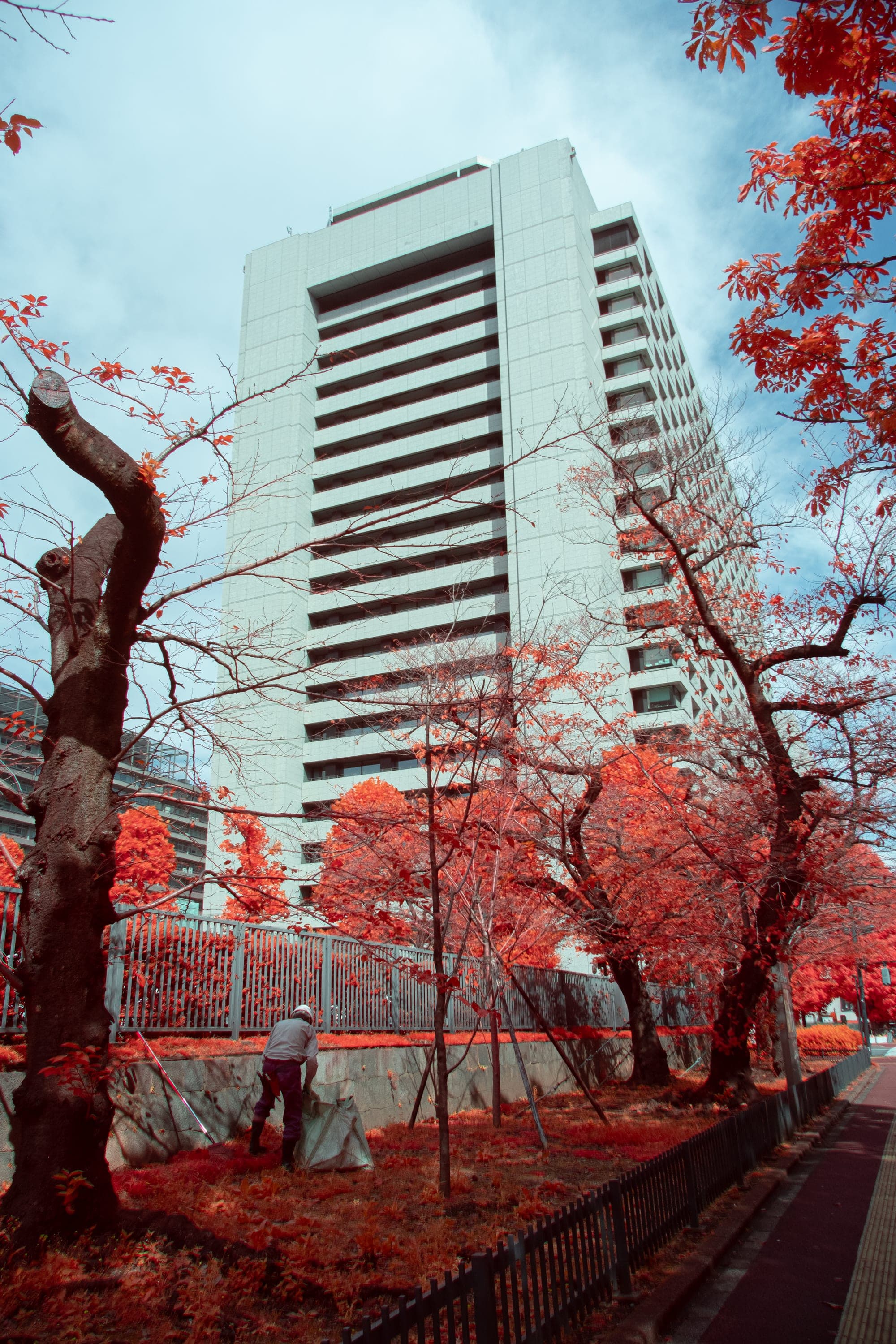Near-infrared photograph from the Japan series — description pending curation