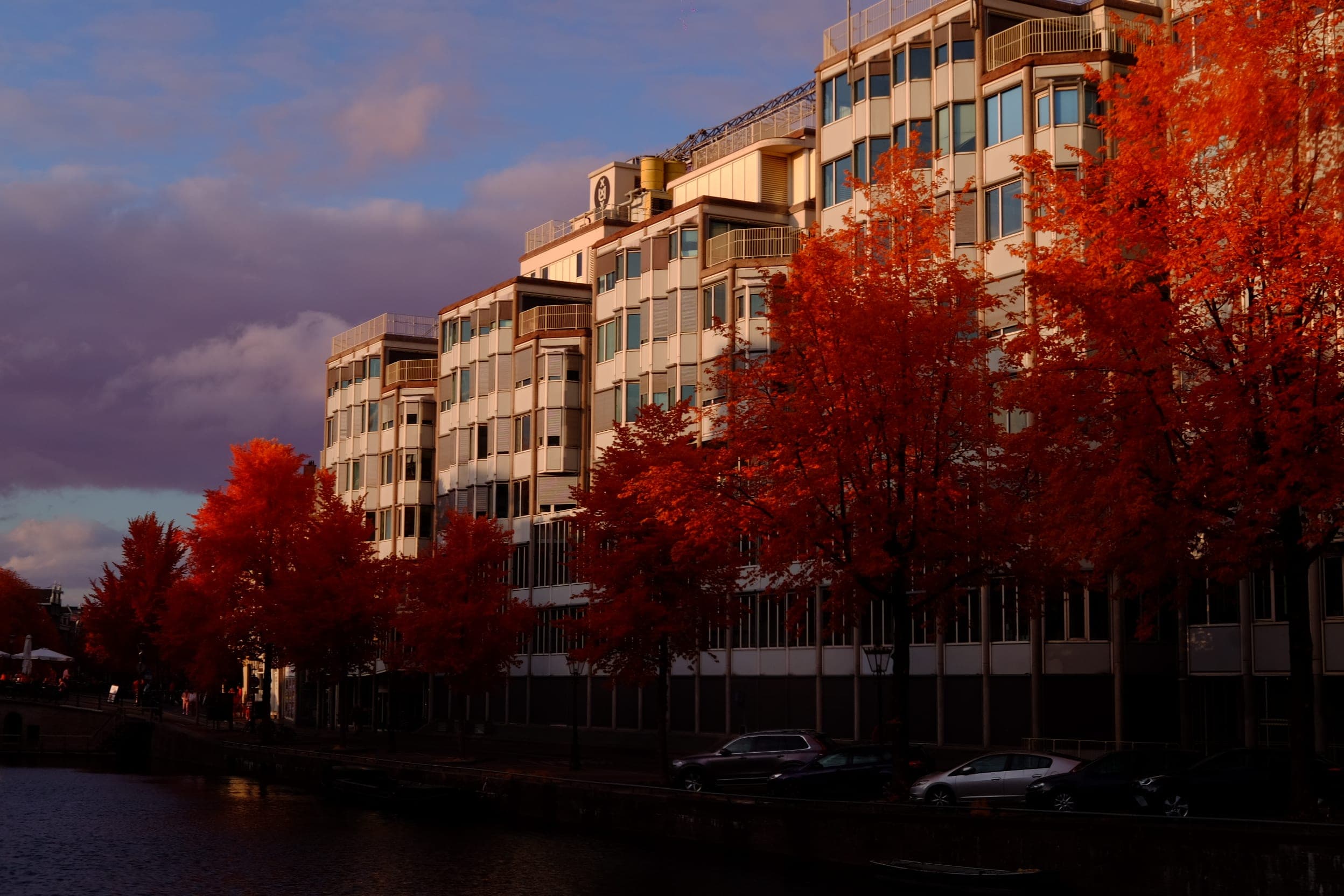 Near-infrared photograph from the Netherlands series — description pending curation