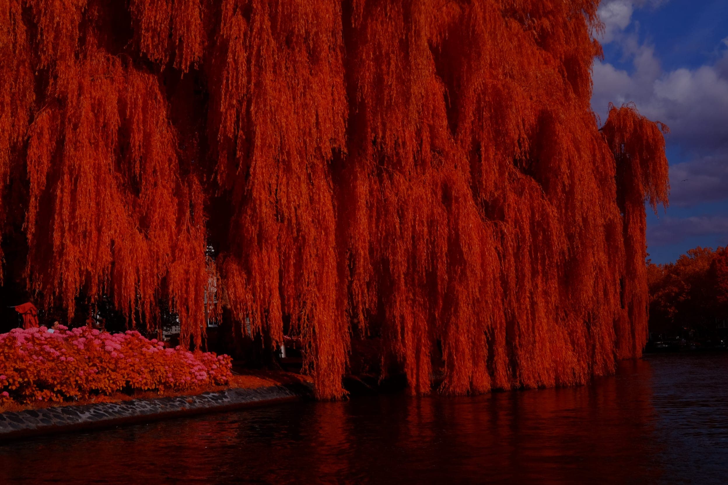 Near-infrared photograph from the Netherlands series — description pending curation