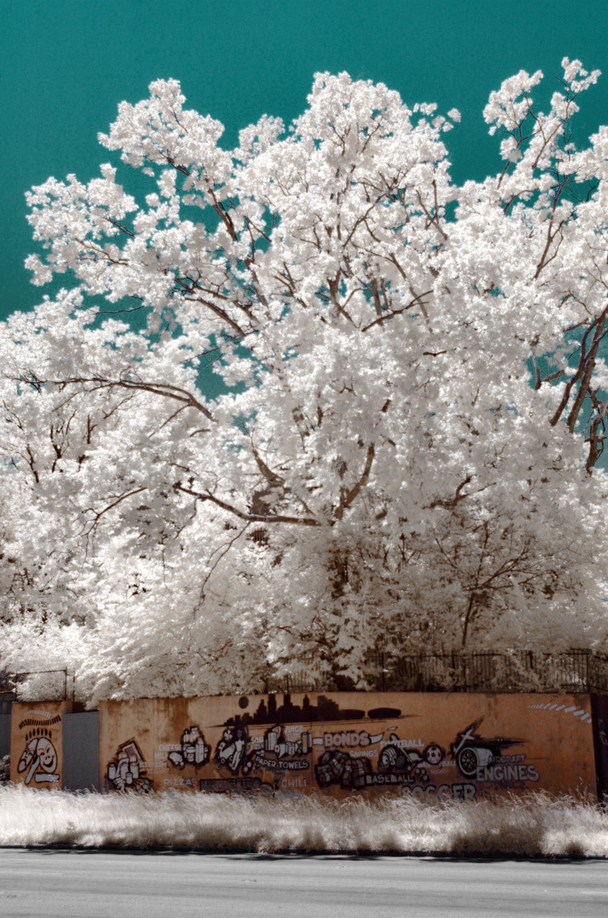 Near-infrared photograph from the Take two series — description pending curation