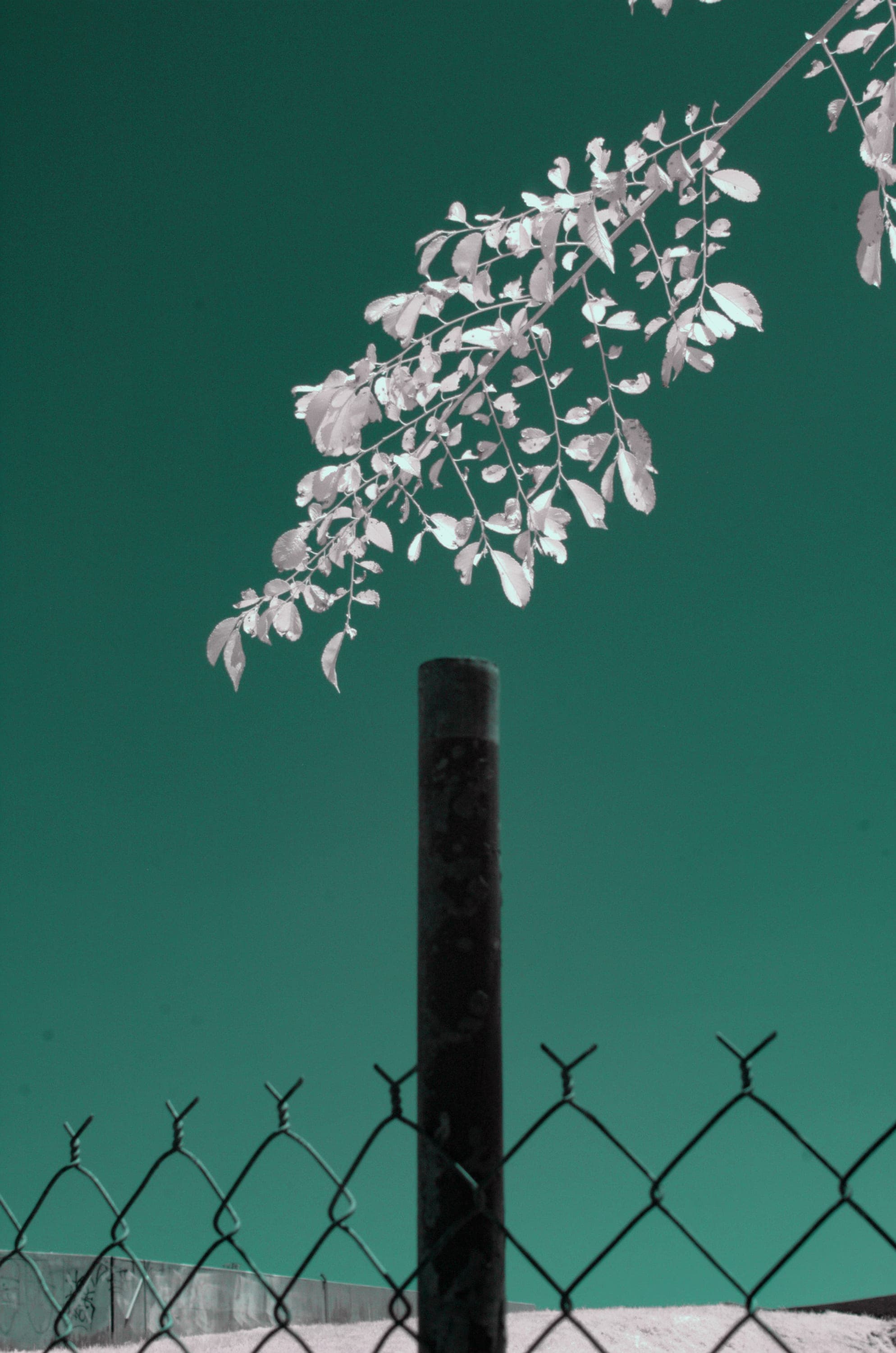 Near-infrared photograph from the Take two series — description pending curation