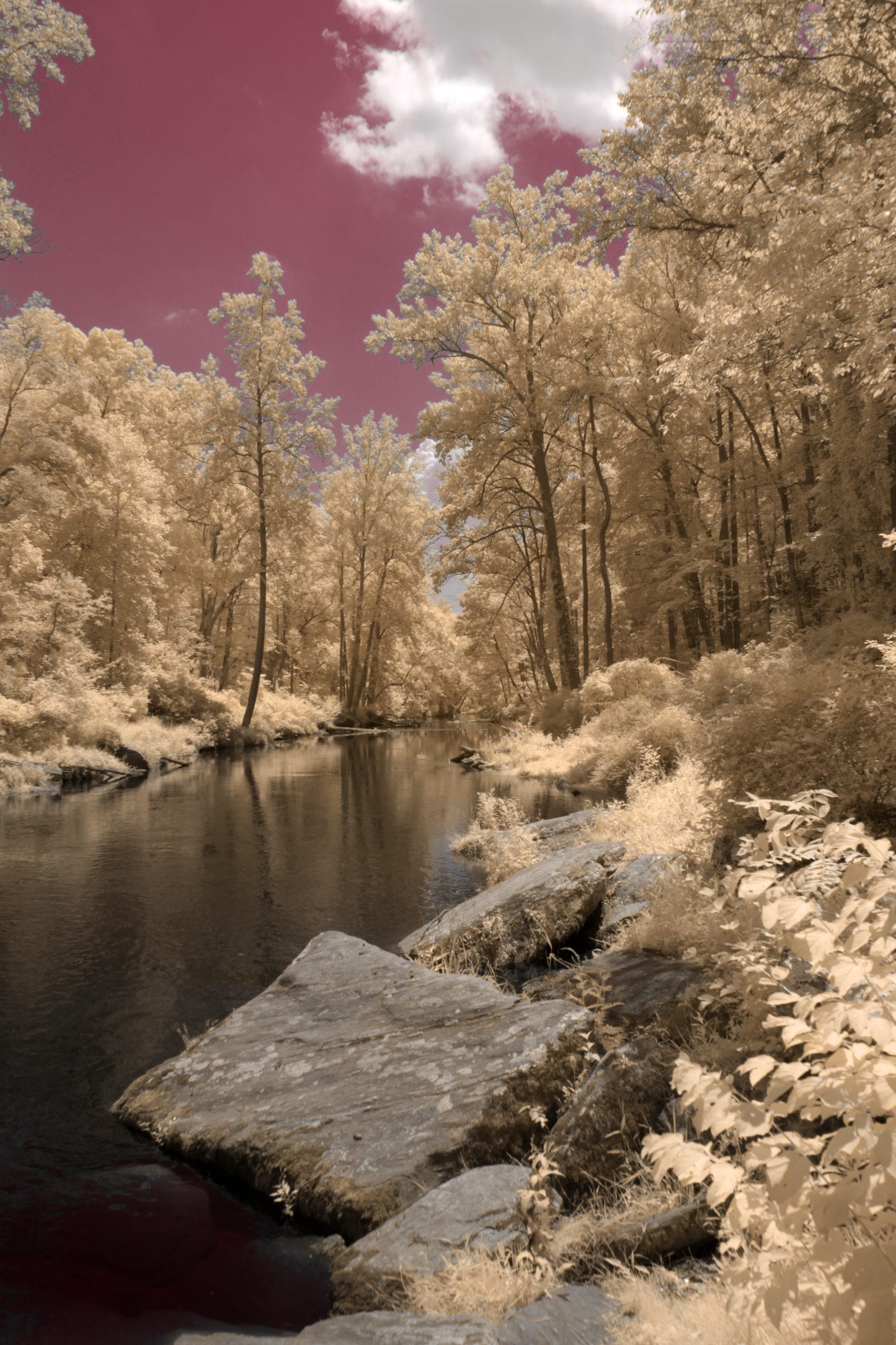 Near-infrared photograph from the Take two series — description pending curation