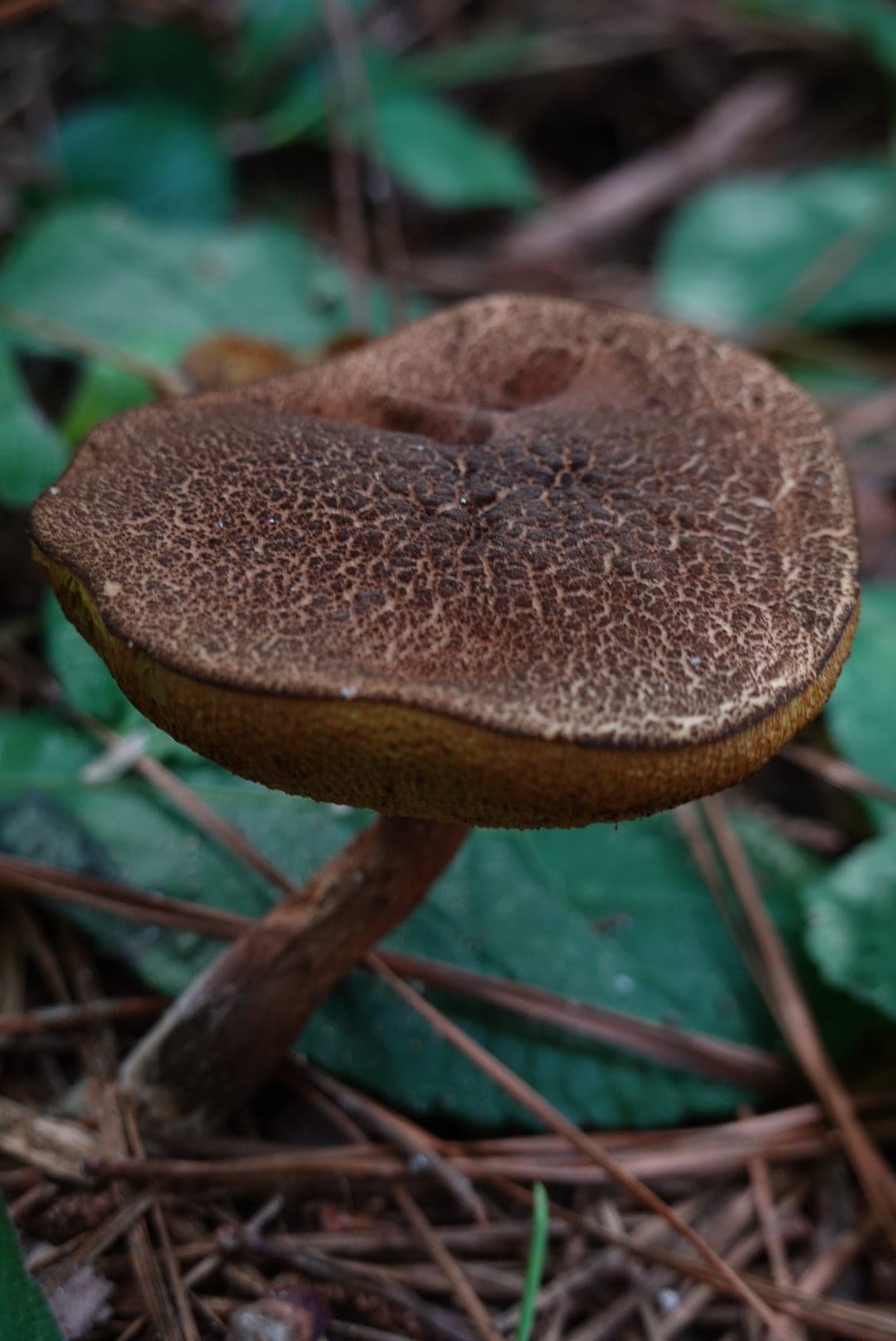 Natural-colour woodland and fungi photograph from the Woods series — description pending curation