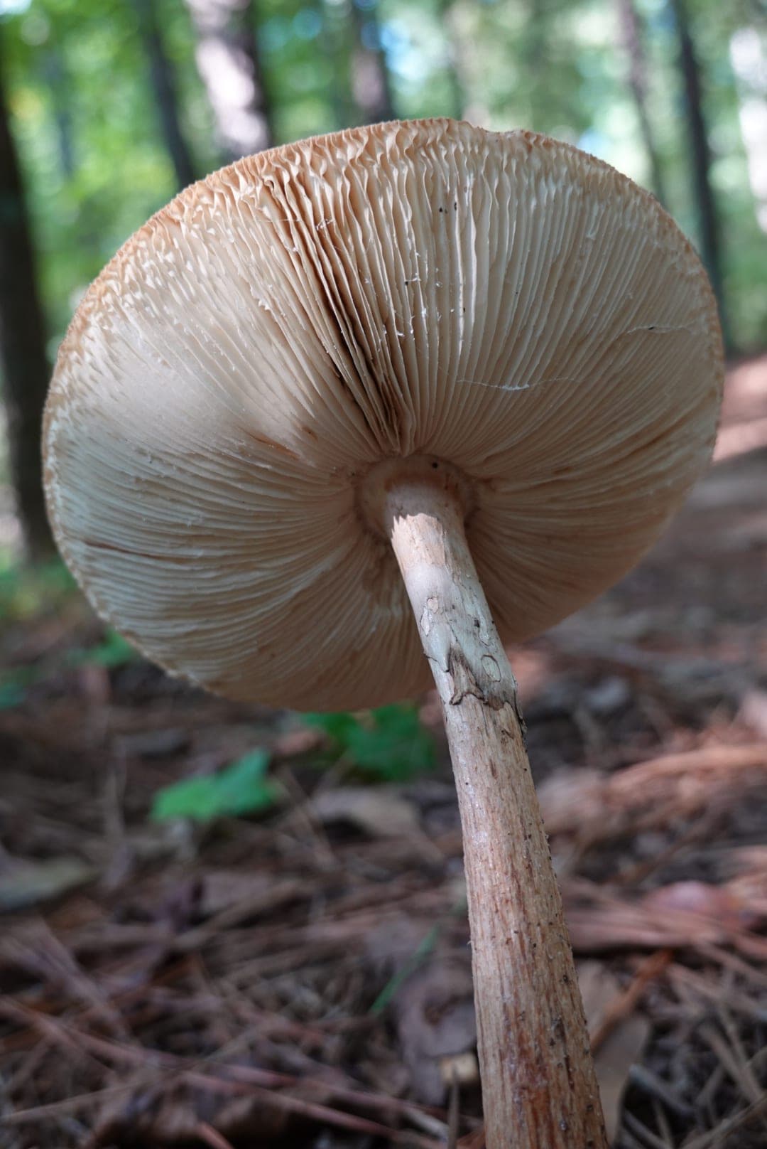 Natural-colour woodland and fungi photograph from the Woods series — description pending curation