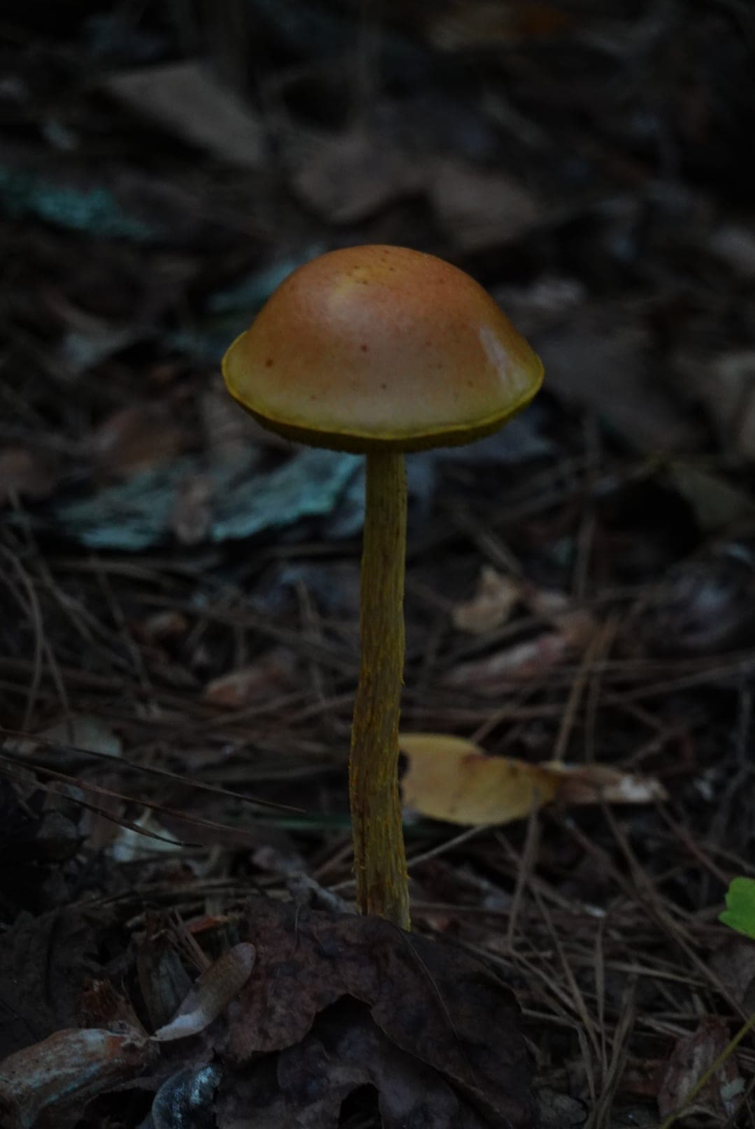 Natural-colour woodland and fungi photograph from the Woods series — description pending curation