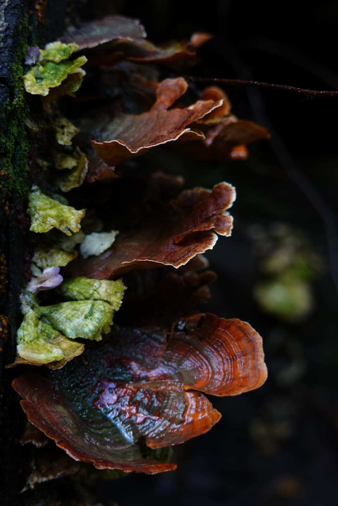 Natural-colour woodland and fungi photograph from the Woods series — description pending curation