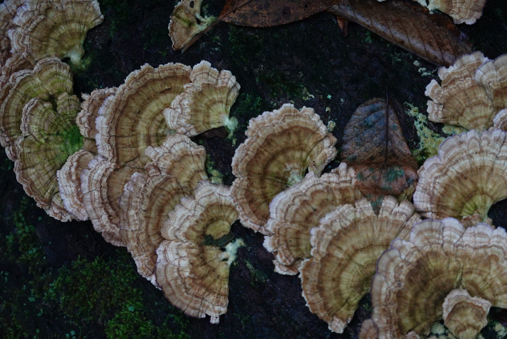 Natural-colour woodland and fungi photograph from the Woods series — description pending curation