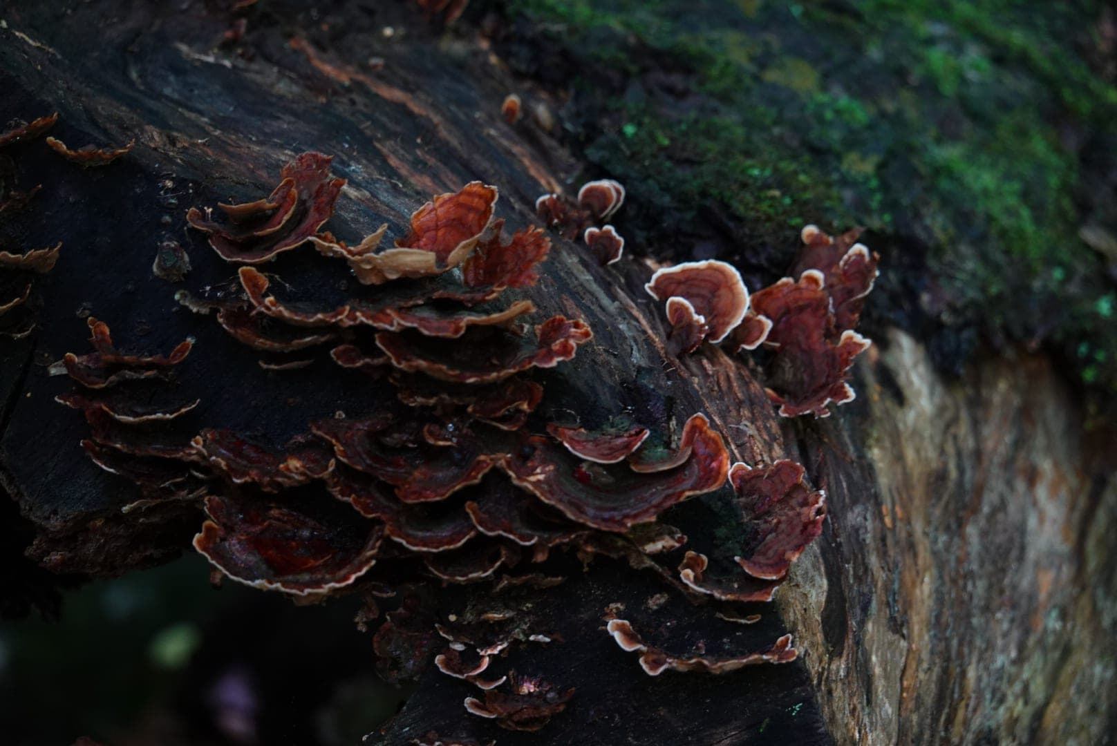 Natural-colour woodland and fungi photograph from the Woods series — description pending curation