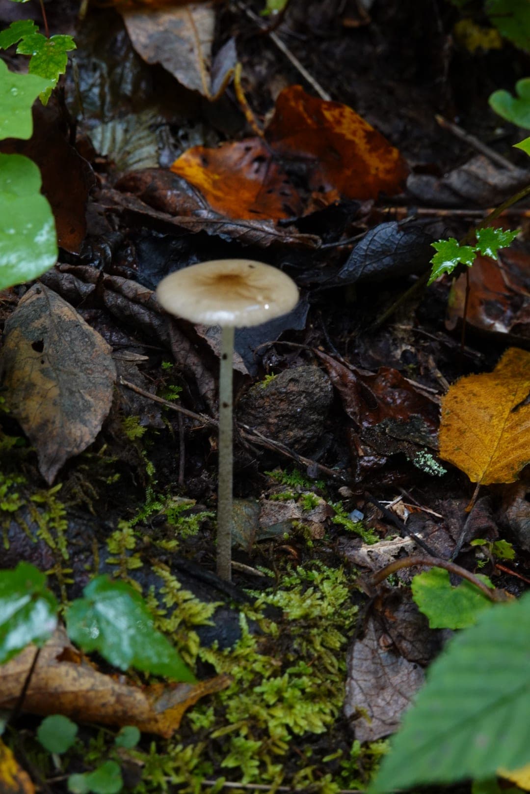 Natural-colour woodland and fungi photograph from the Woods series — description pending curation