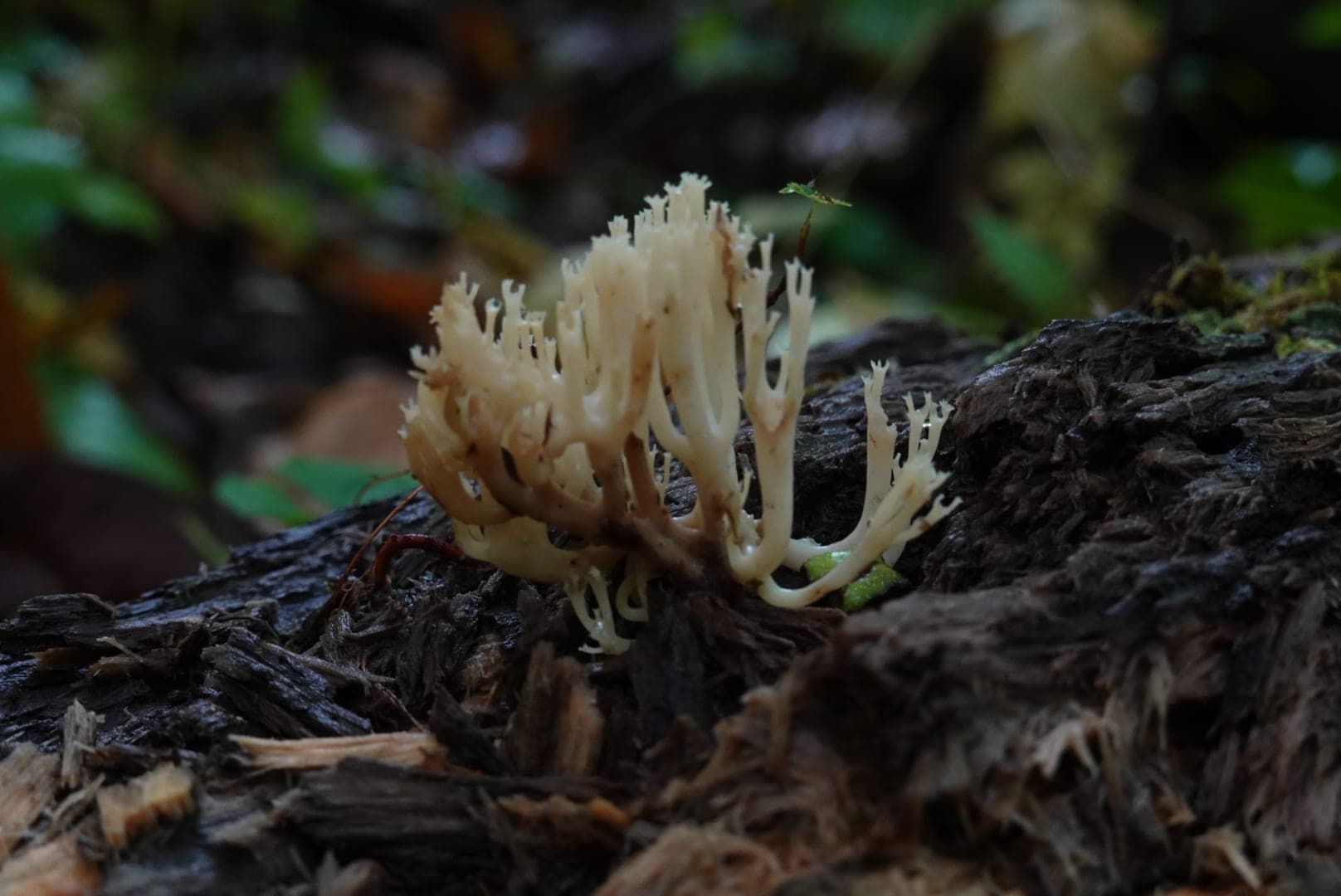Natural-colour woodland and fungi photograph from the Woods series — description pending curation
