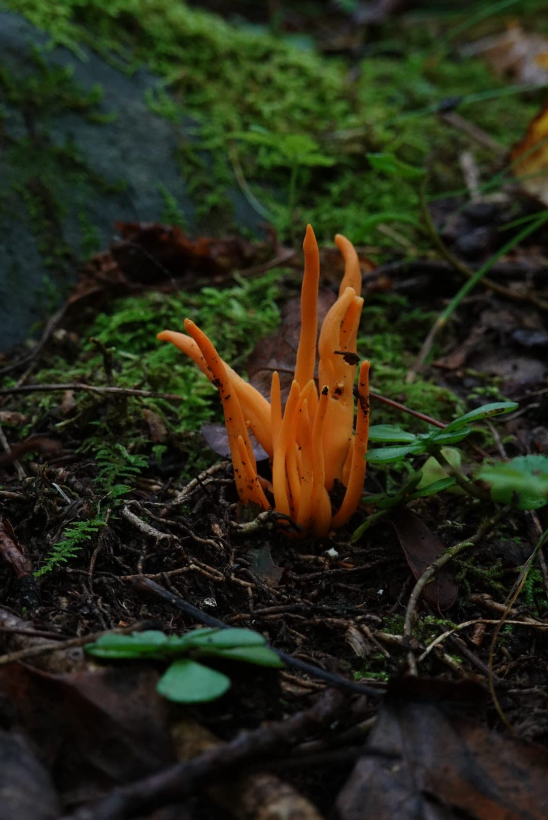 Natural-colour woodland and fungi photograph from the Woods series — description pending curation