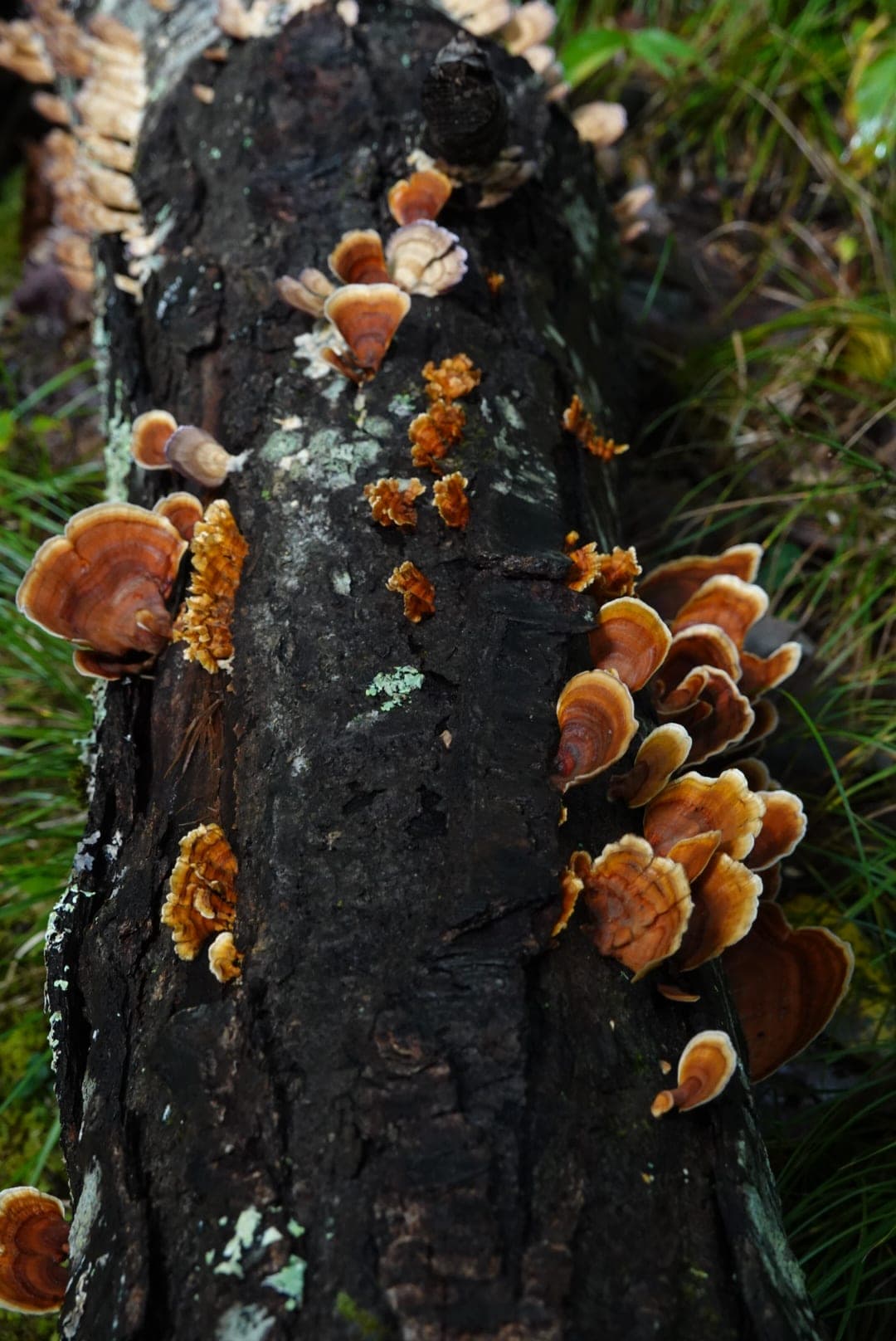 Natural-colour woodland and fungi photograph from the Woods series — description pending curation