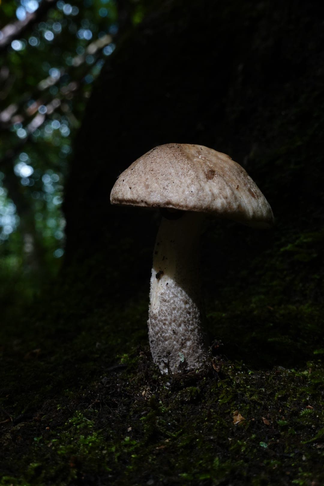Natural-colour woodland and fungi photograph from the Woods series — description pending curation