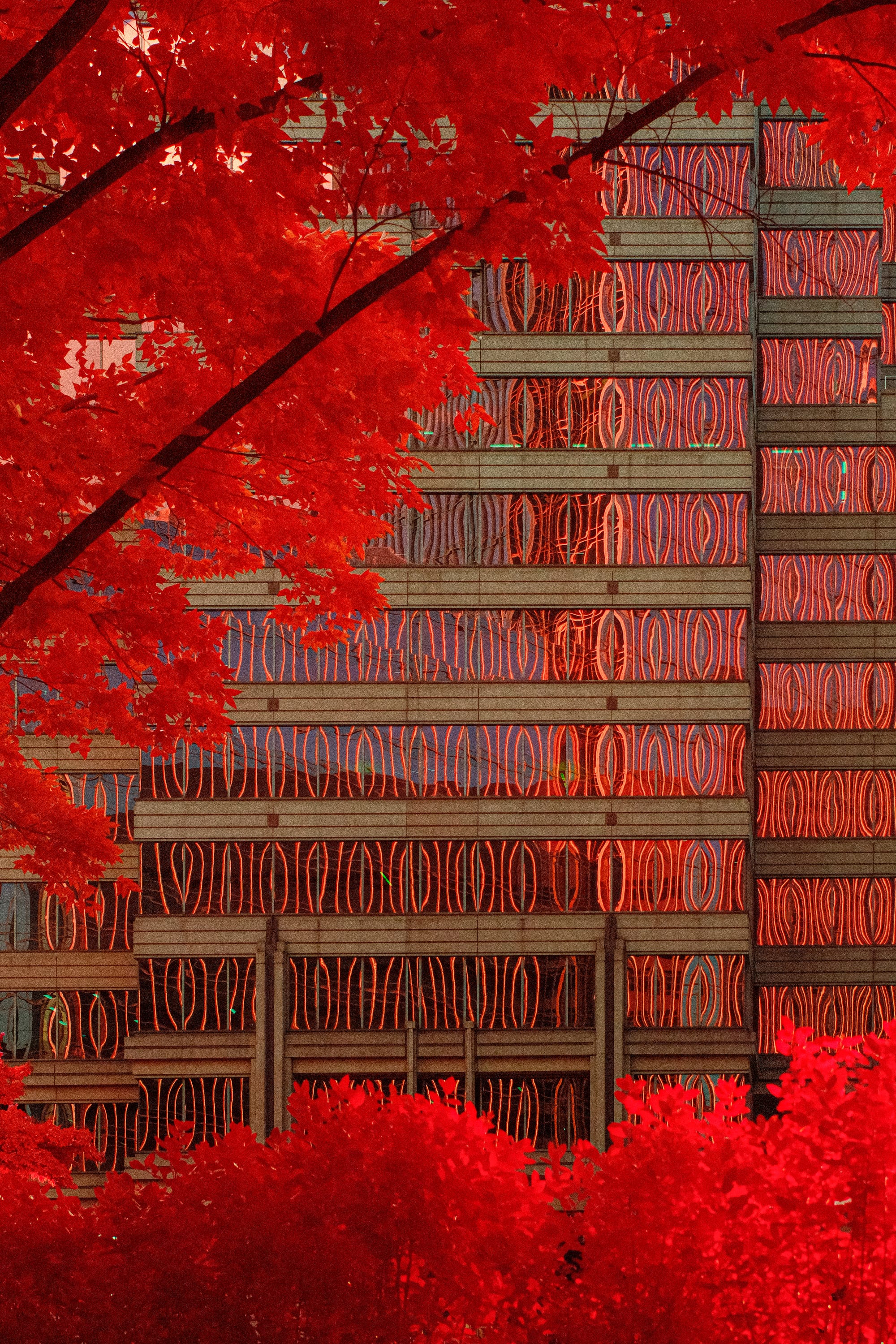 Near-infrared photograph from the Atlanta series — description pending curation