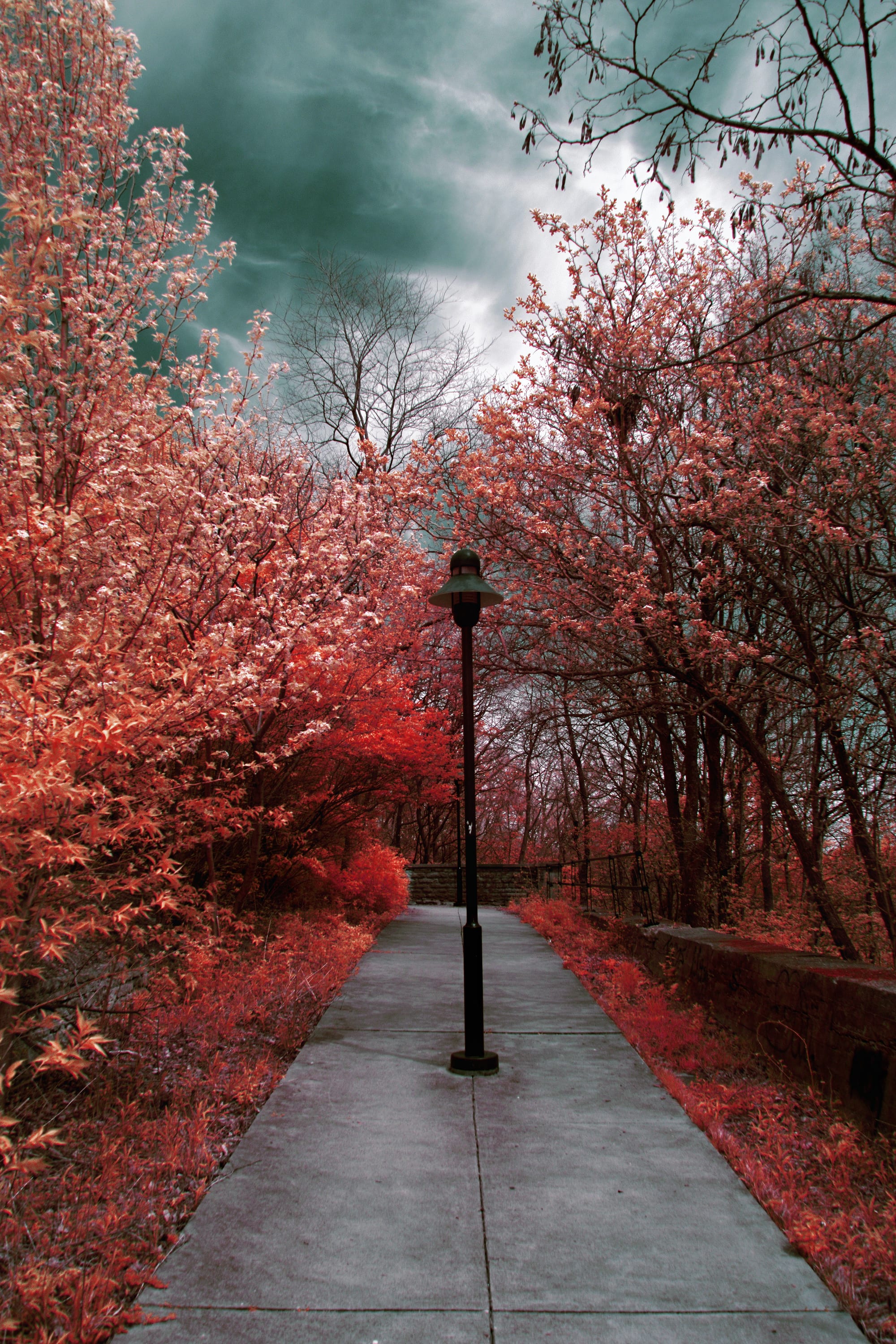 Near-infrared photograph from the Cincinnati series — description pending curation