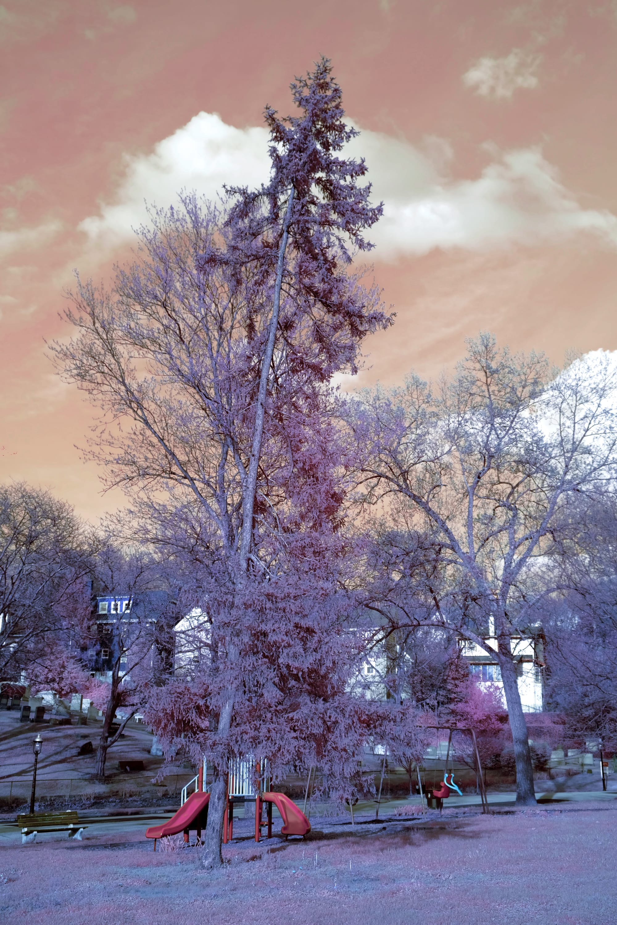 Near-infrared photograph from the Cincinnati series — description pending curation