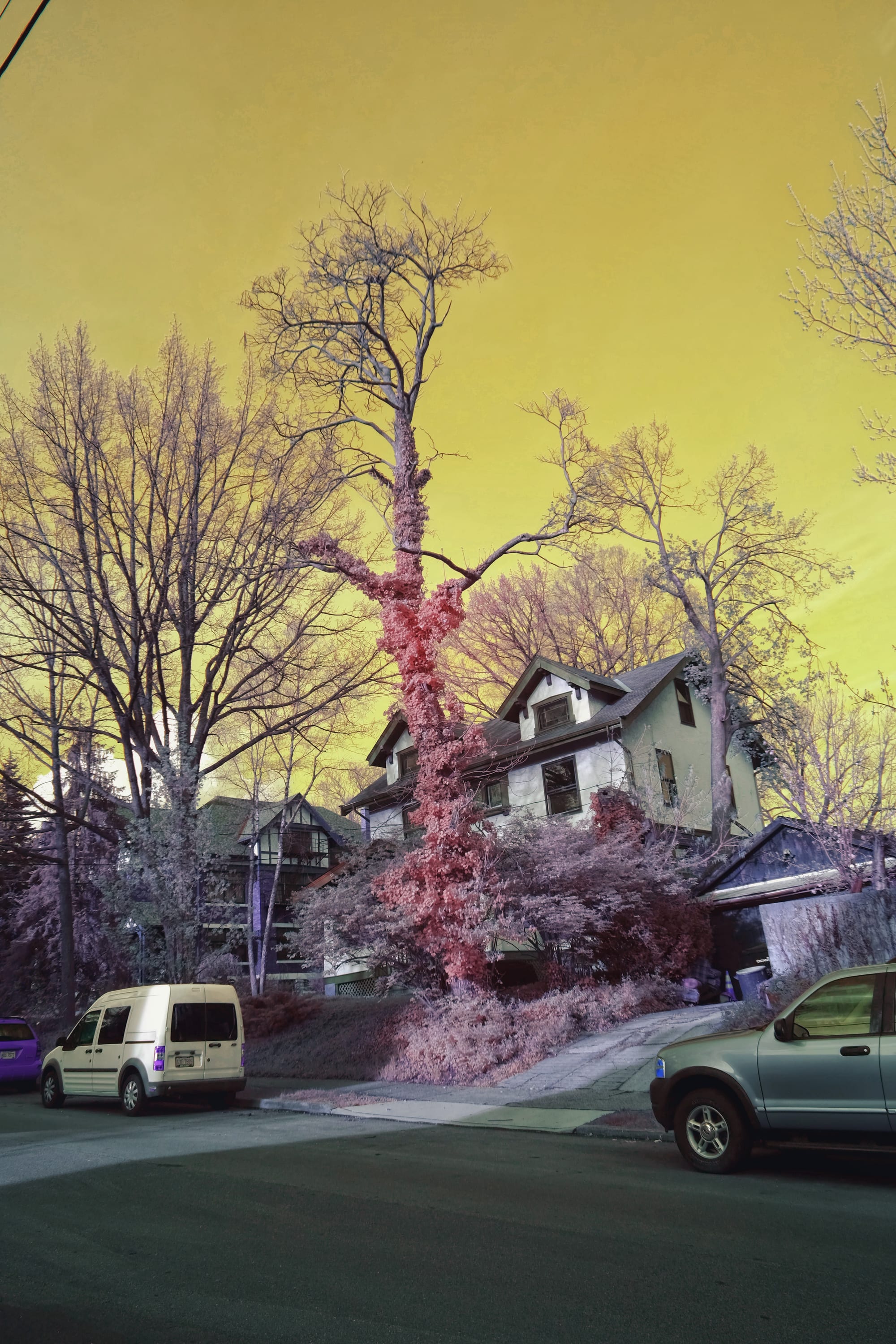 Near-infrared photograph from the Cincinnati series — description pending curation