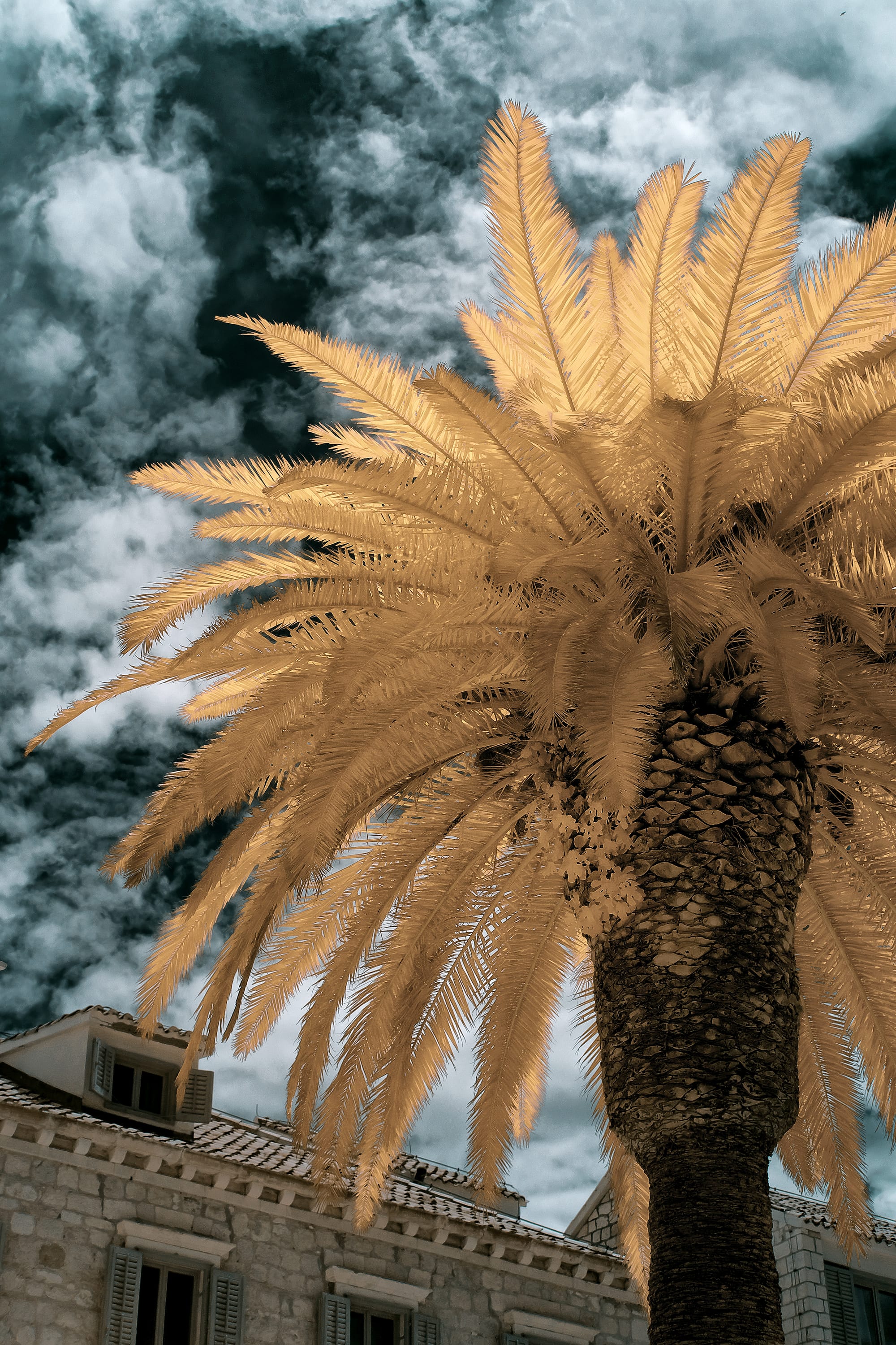 Near-infrared photograph from the Croatia series — description pending curation