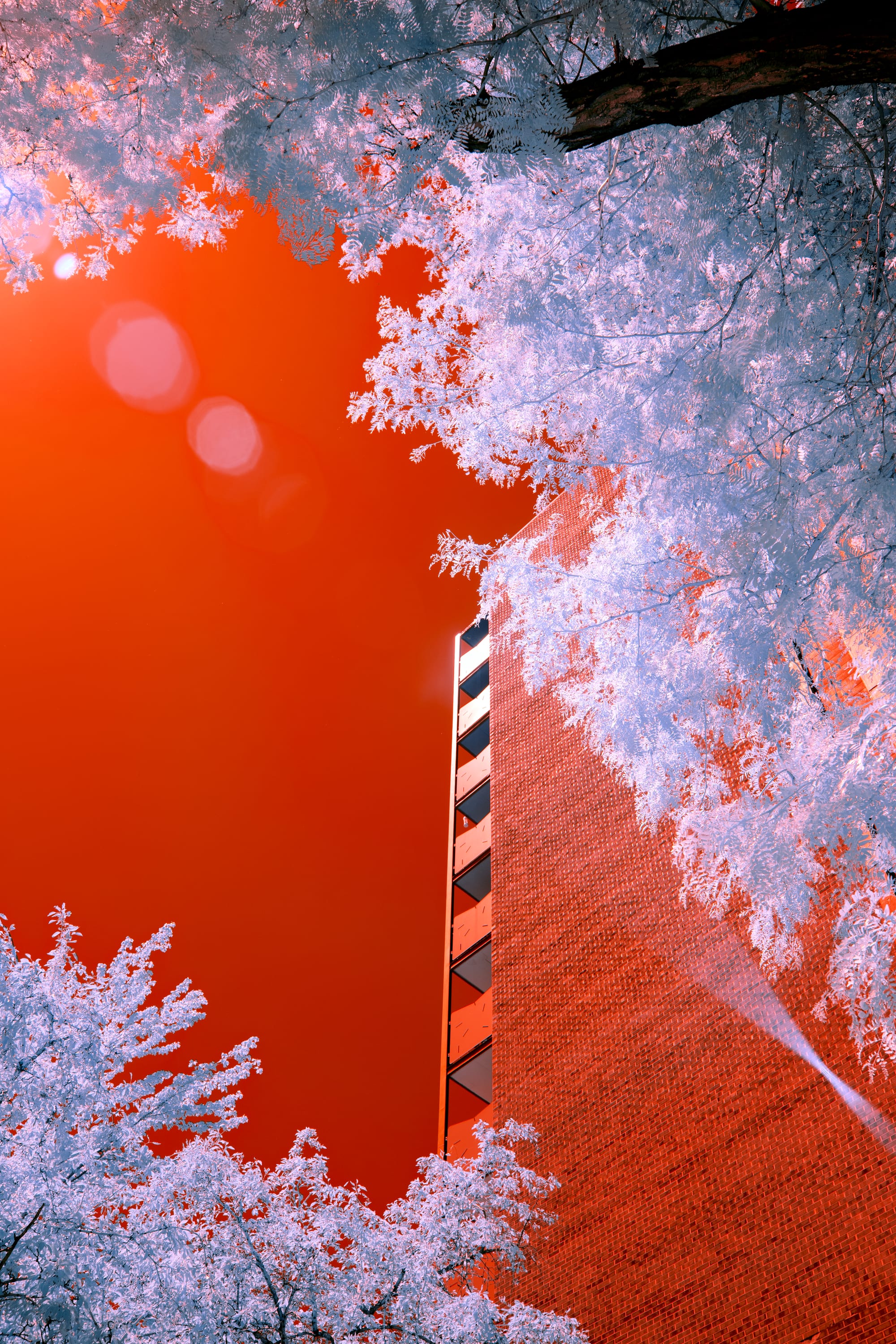 Near-infrared photograph from the Denver series — description pending curation