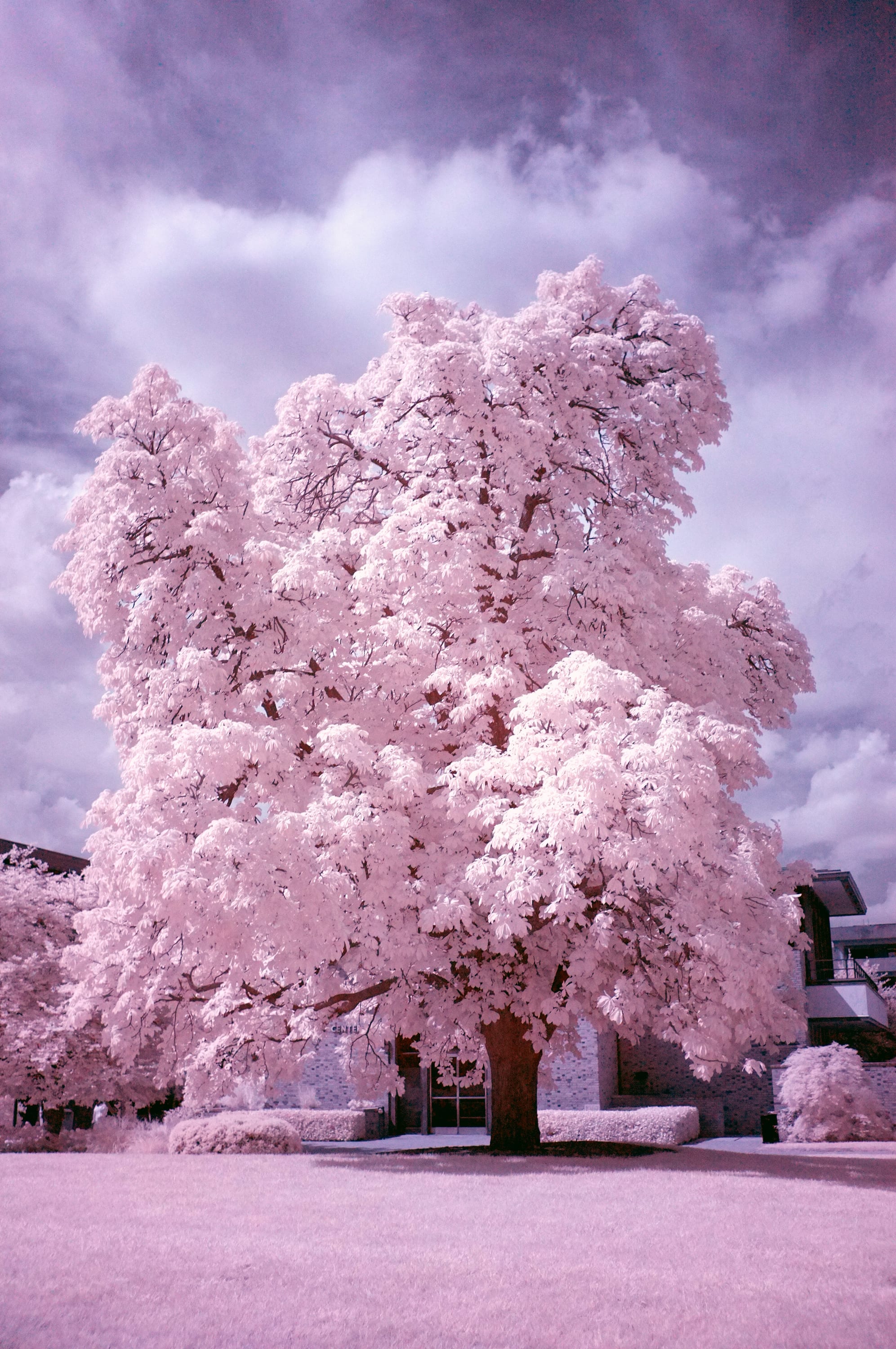Near-infrared photograph from the First light series — description pending curation
