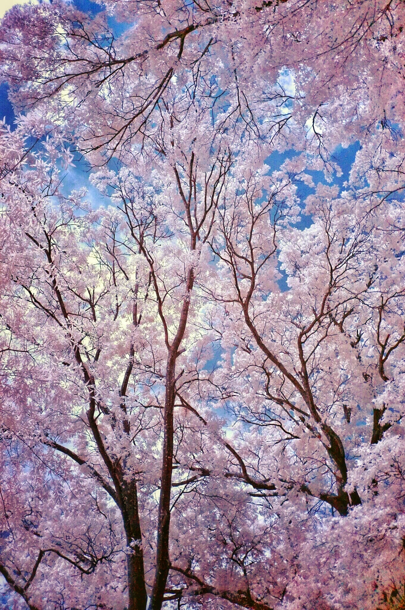 Near-infrared photograph from the First light series — description pending curation