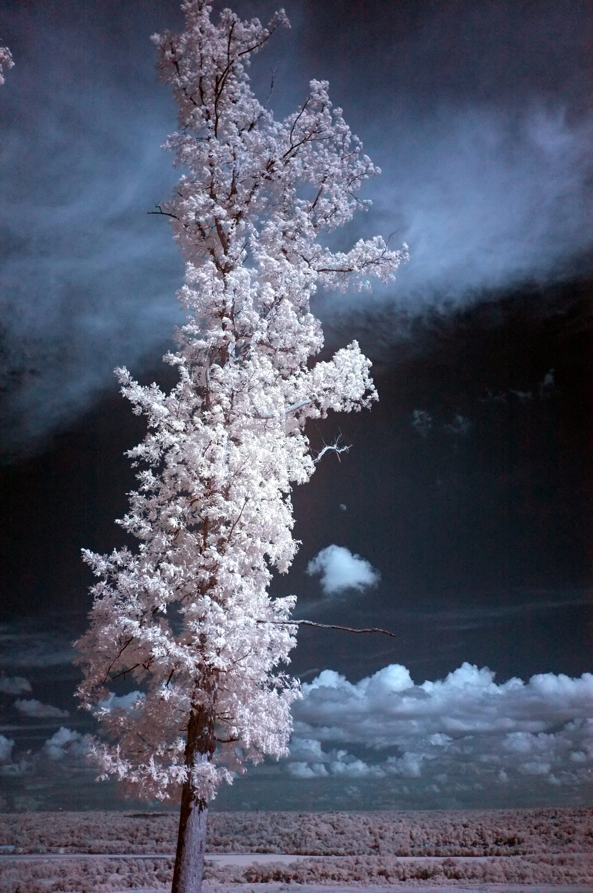 Near-infrared photograph from the First light series — description pending curation