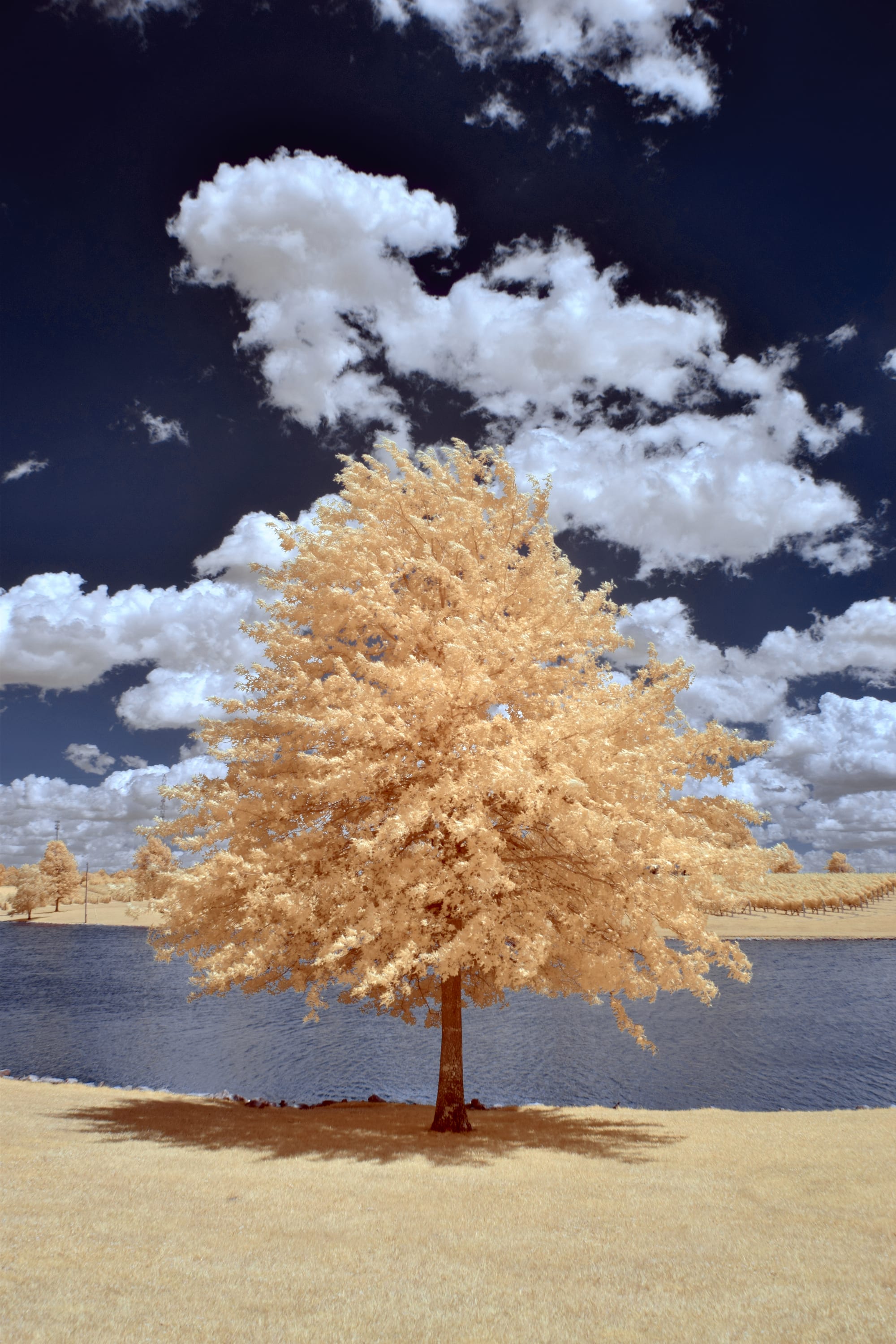 Near-infrared photograph from the First light series — description pending curation