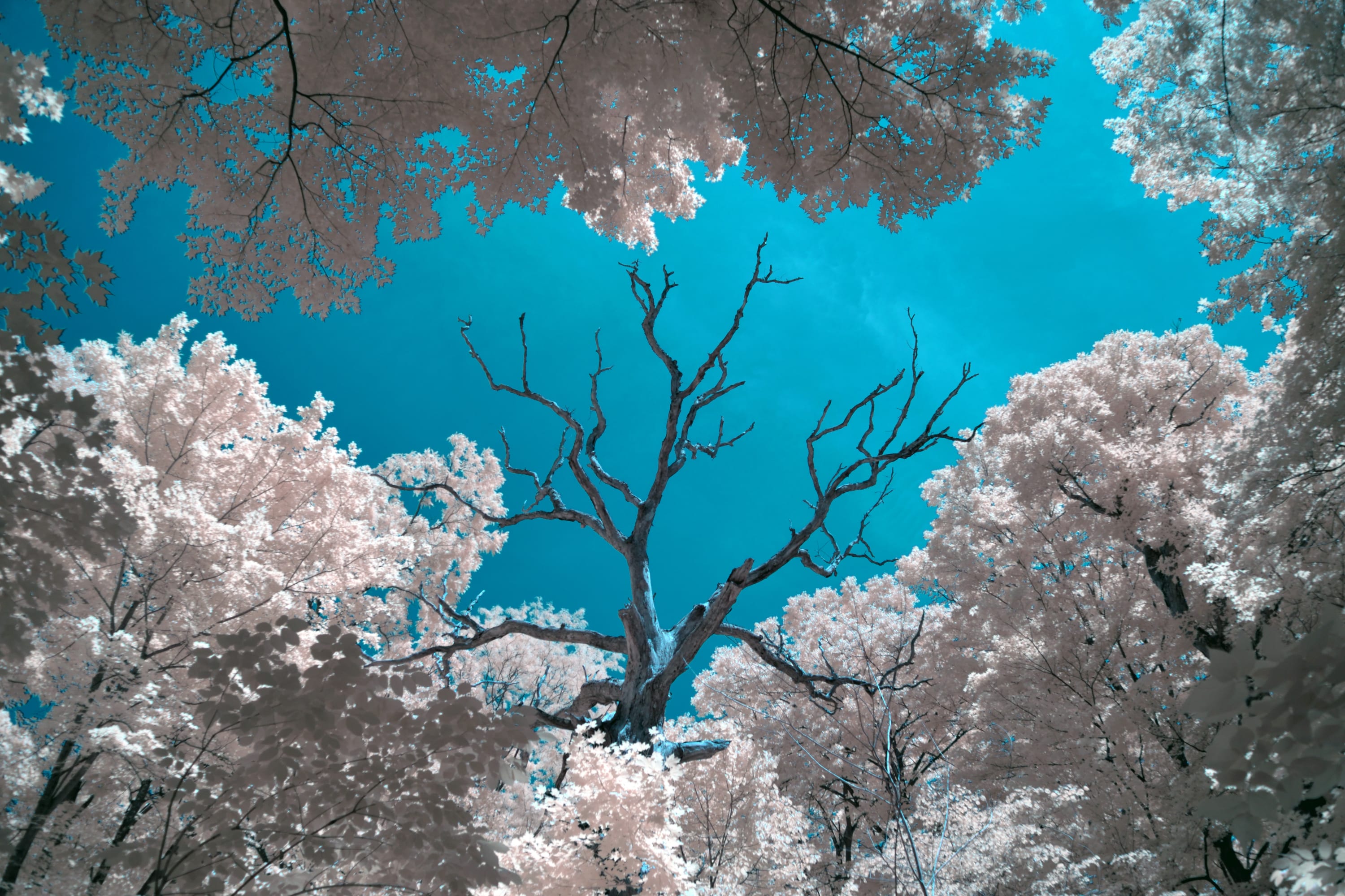 Near-infrared photograph from the First light series — description pending curation