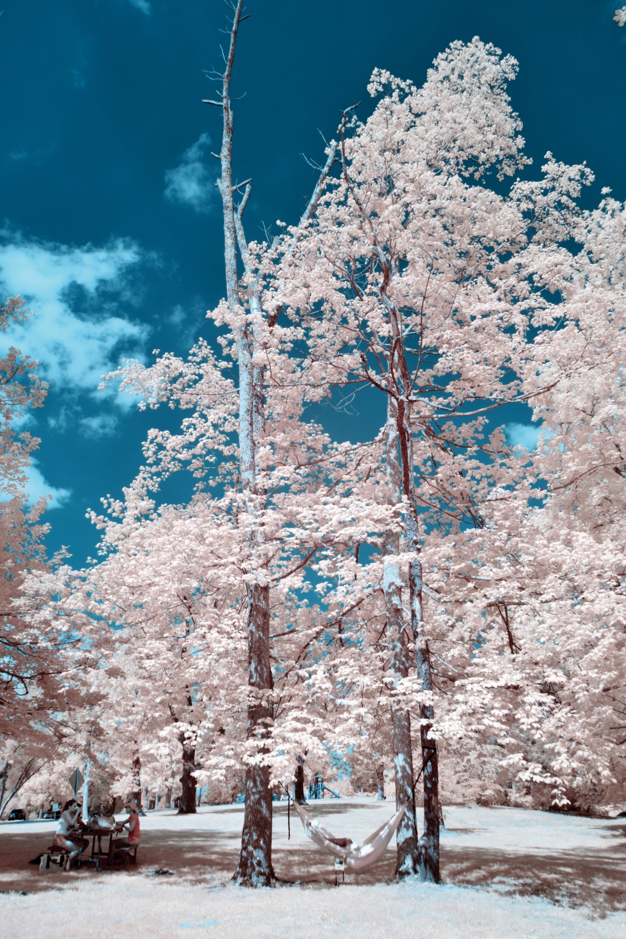 Near-infrared photograph from the First light series — description pending curation