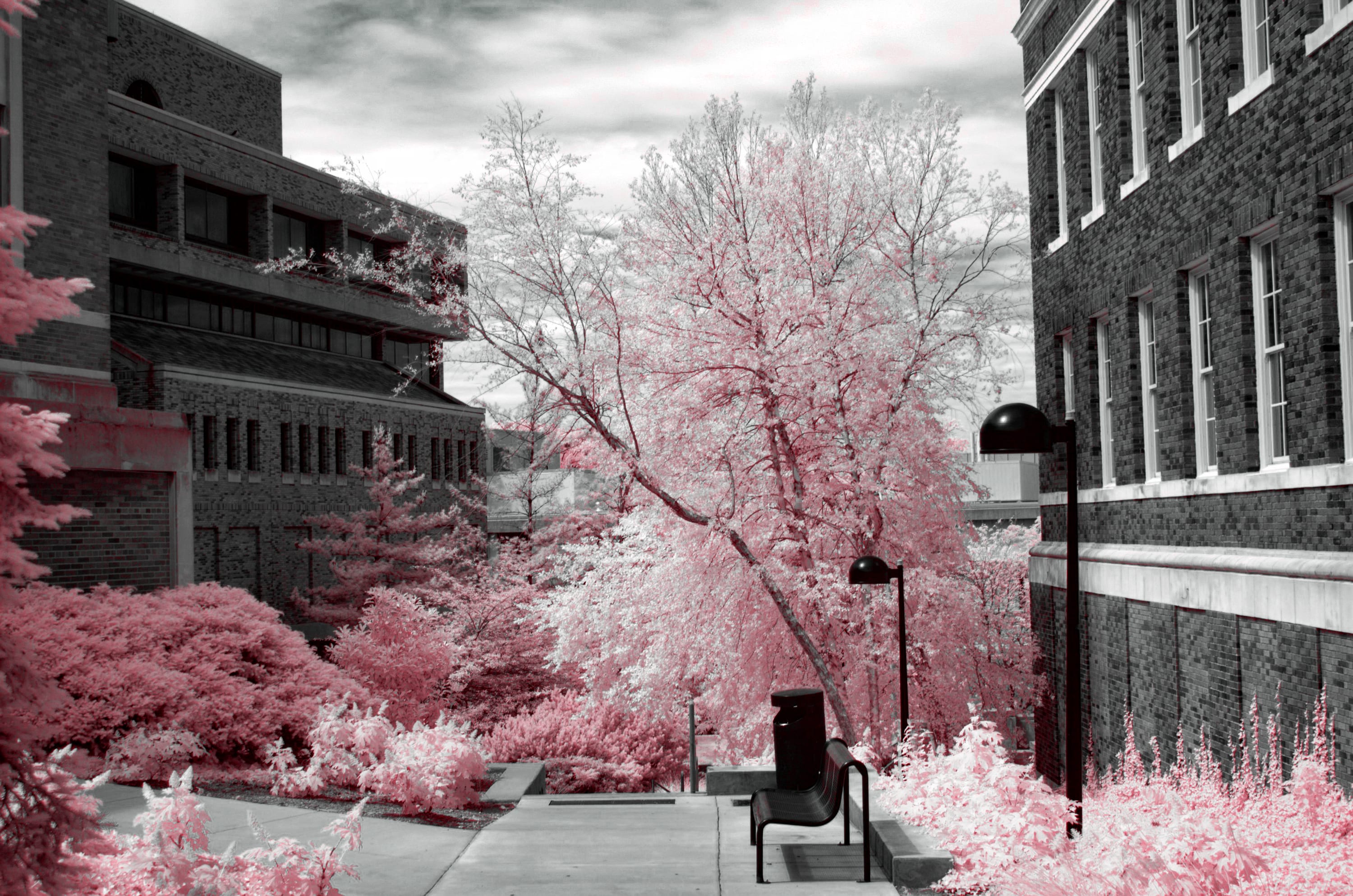Near-infrared photograph from the First light series — description pending curation