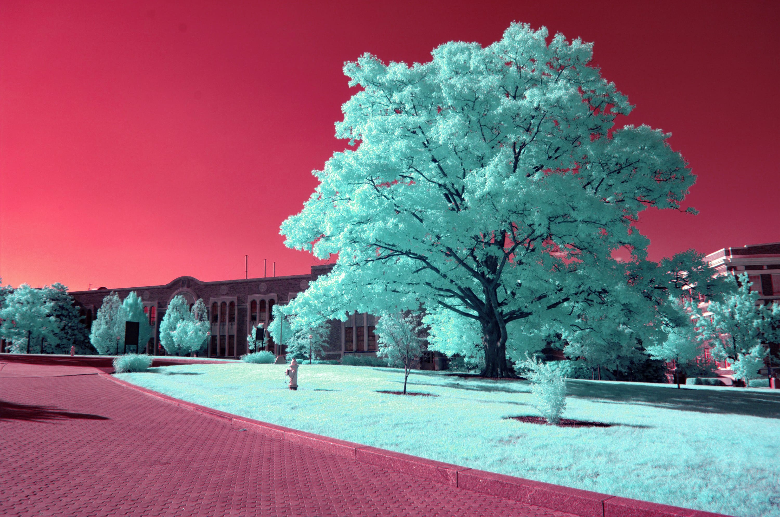 Near-infrared photograph from the First light series — description pending curation