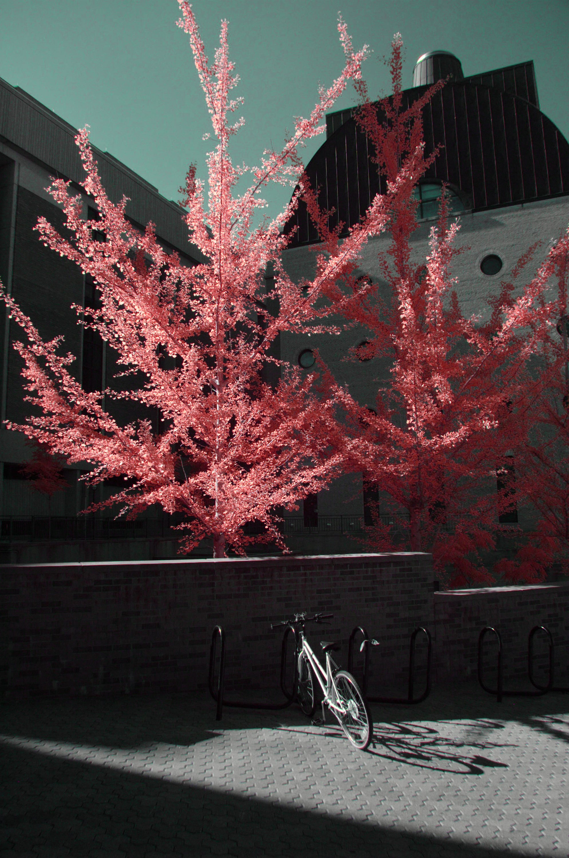Near-infrared photograph from the First light series — description pending curation