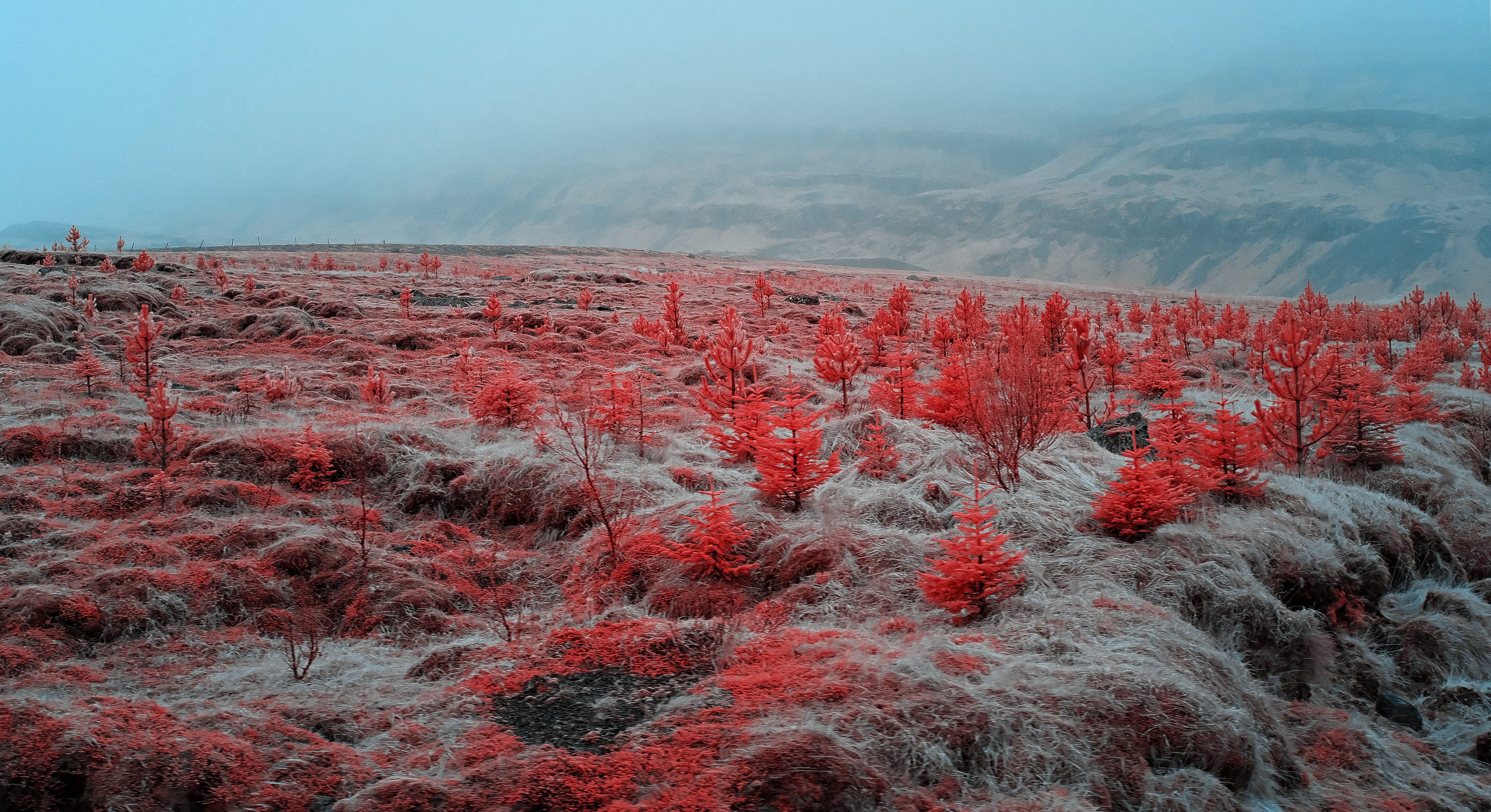 Near-infrared photograph from the Iceland series — description pending curation