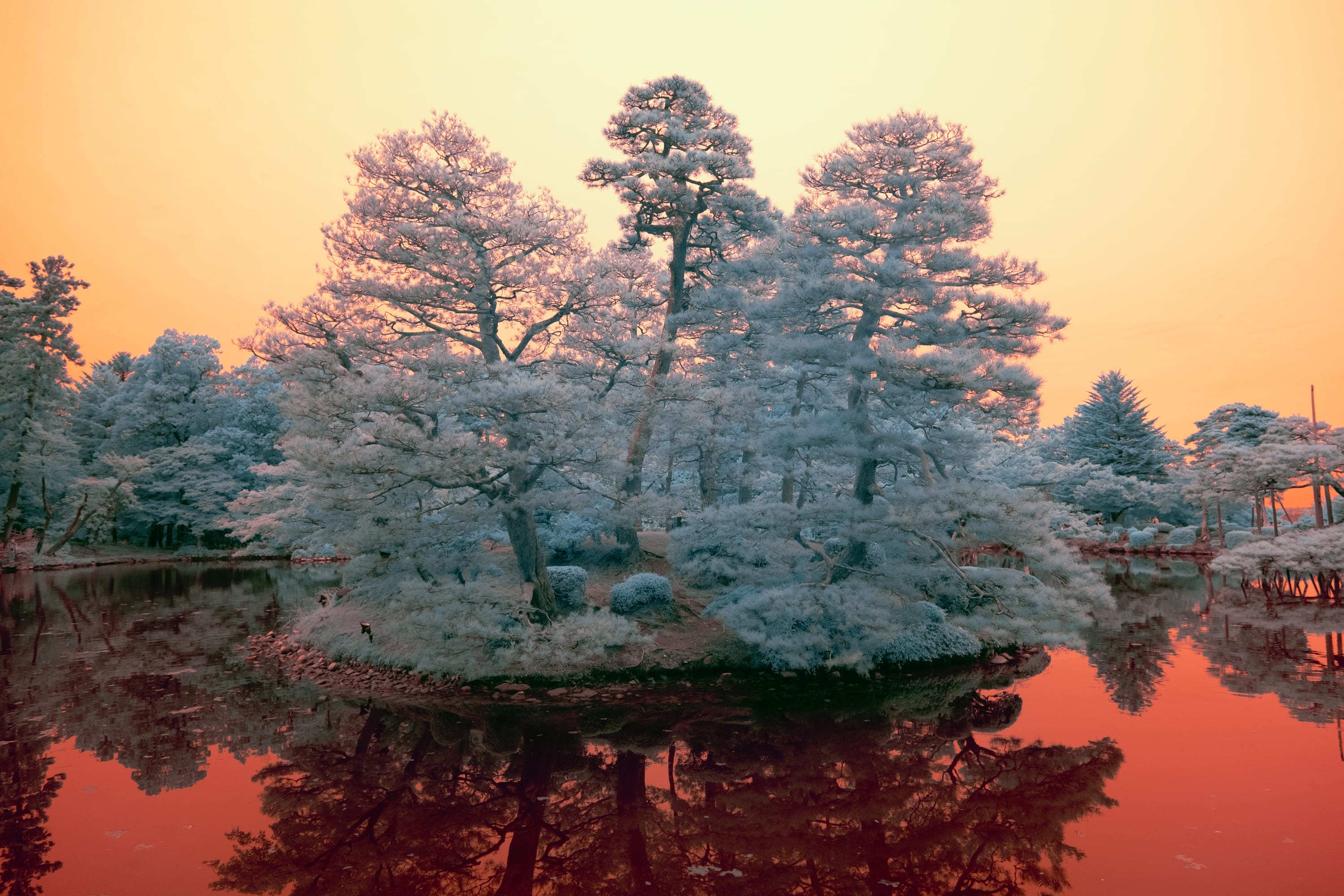 Near-infrared photograph from the Japan series — description pending curation