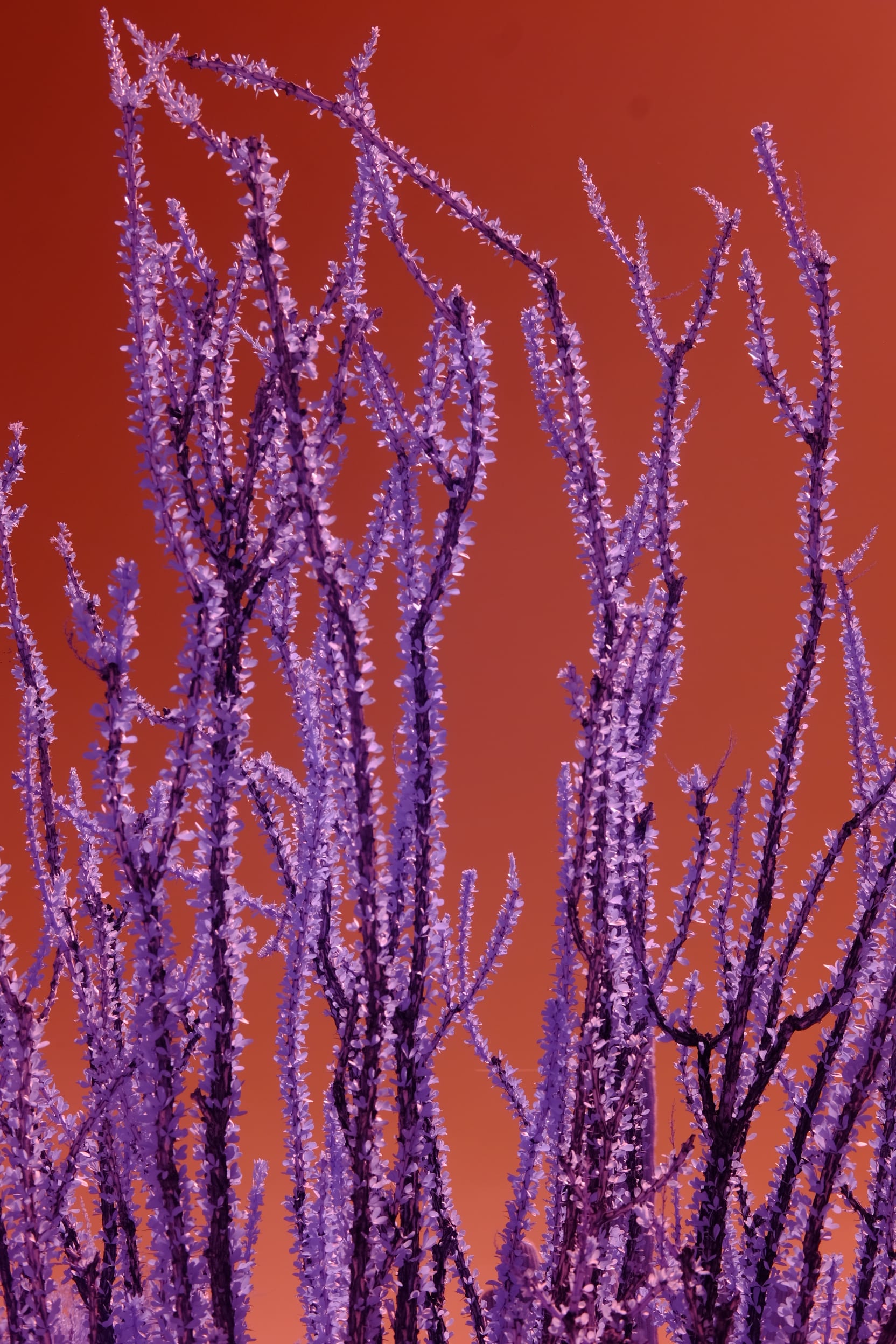 Near-infrared photograph from the Southwest series — description pending curation