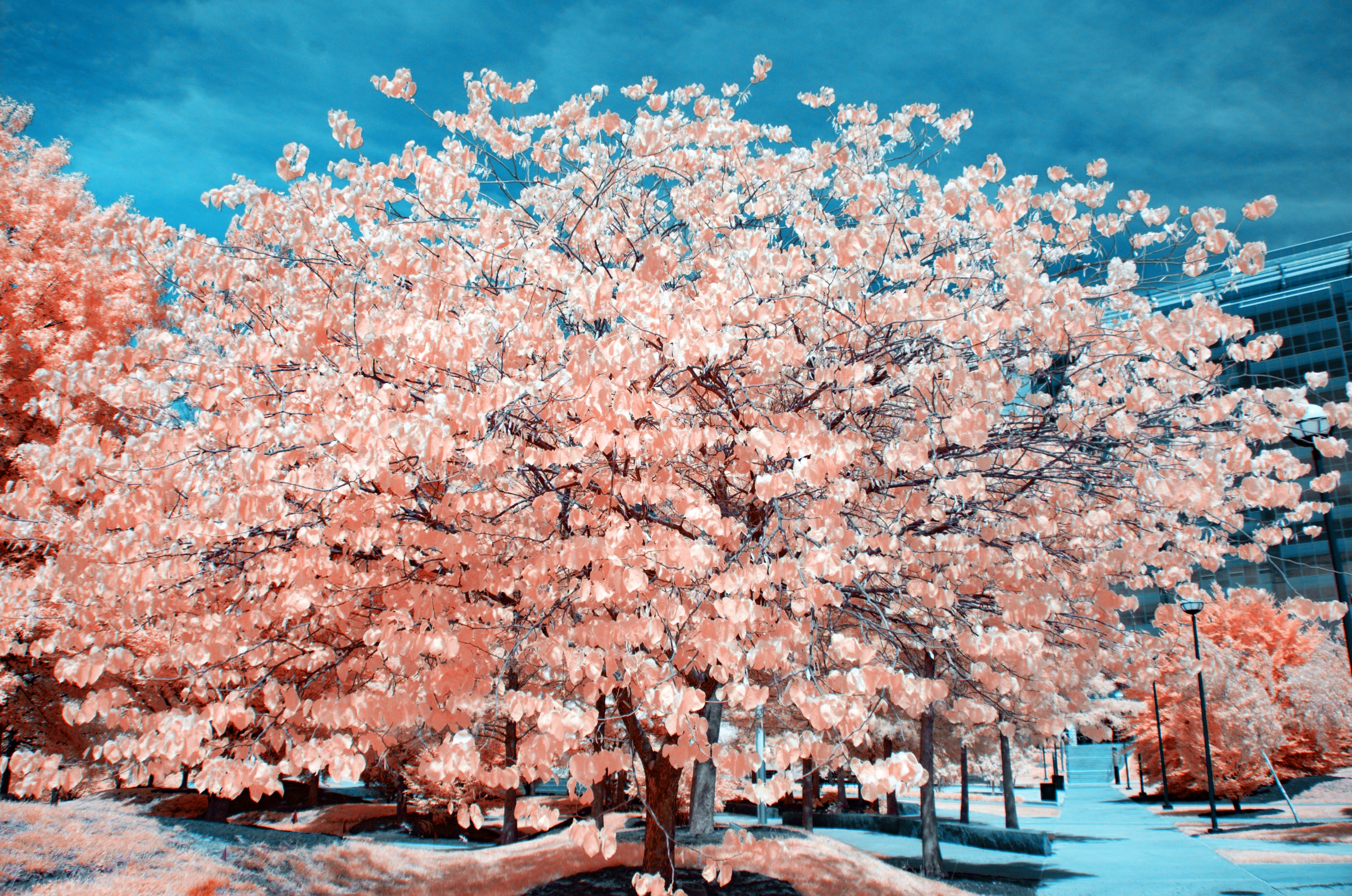 Near-infrared photograph from the Take two series — description pending curation