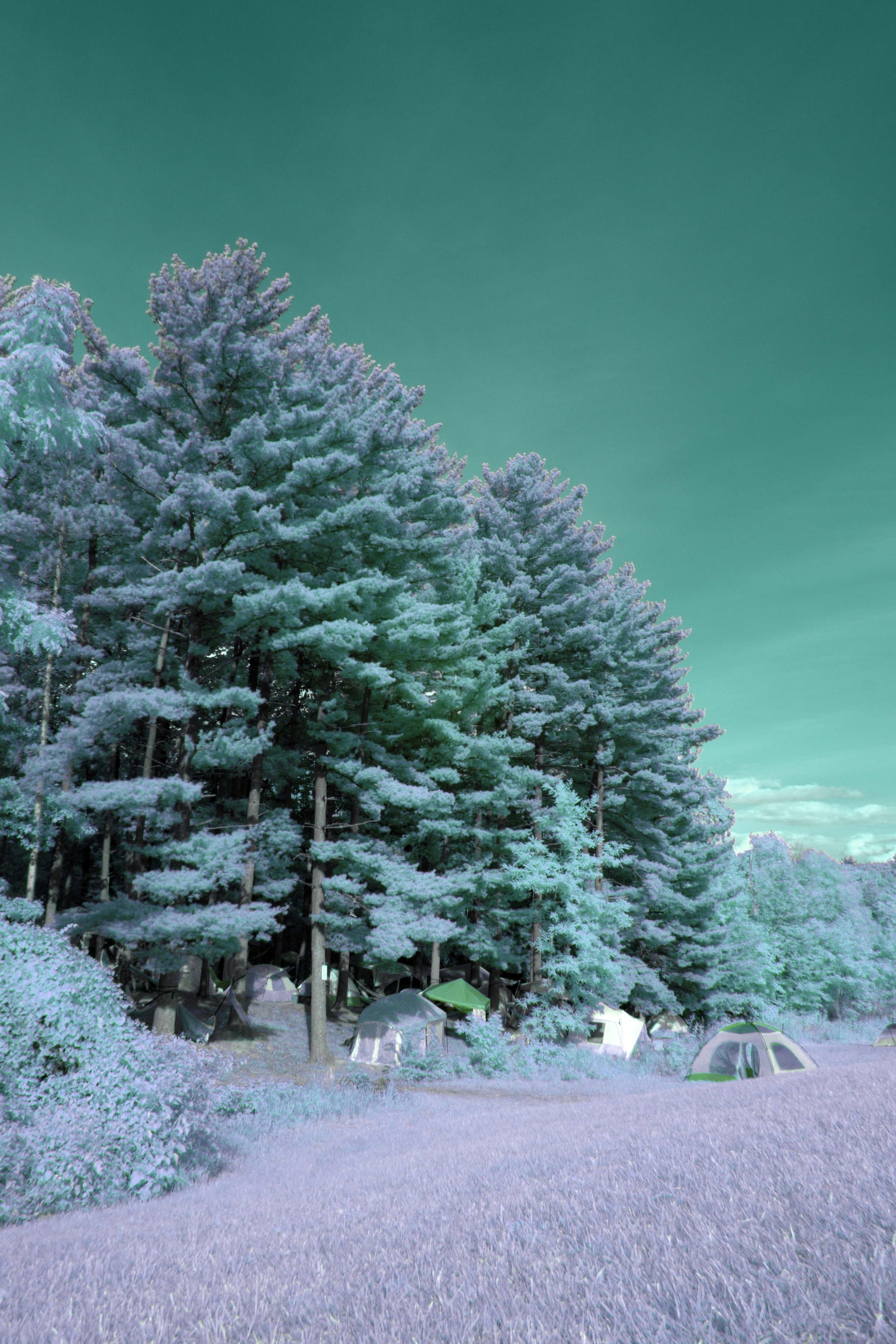 Near-infrared photograph from the Take two series — description pending curation