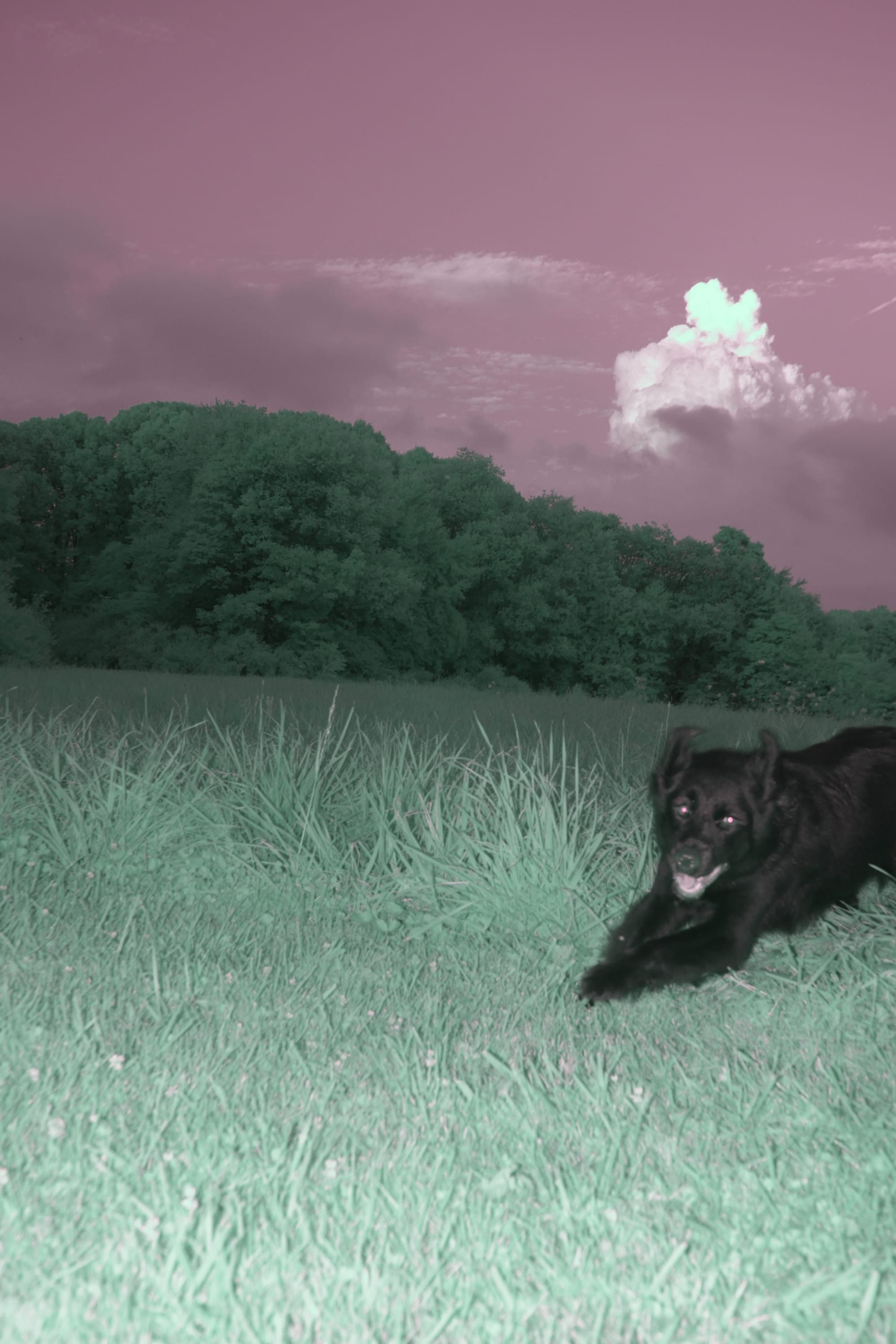 Near-infrared photograph from the Take two series — description pending curation