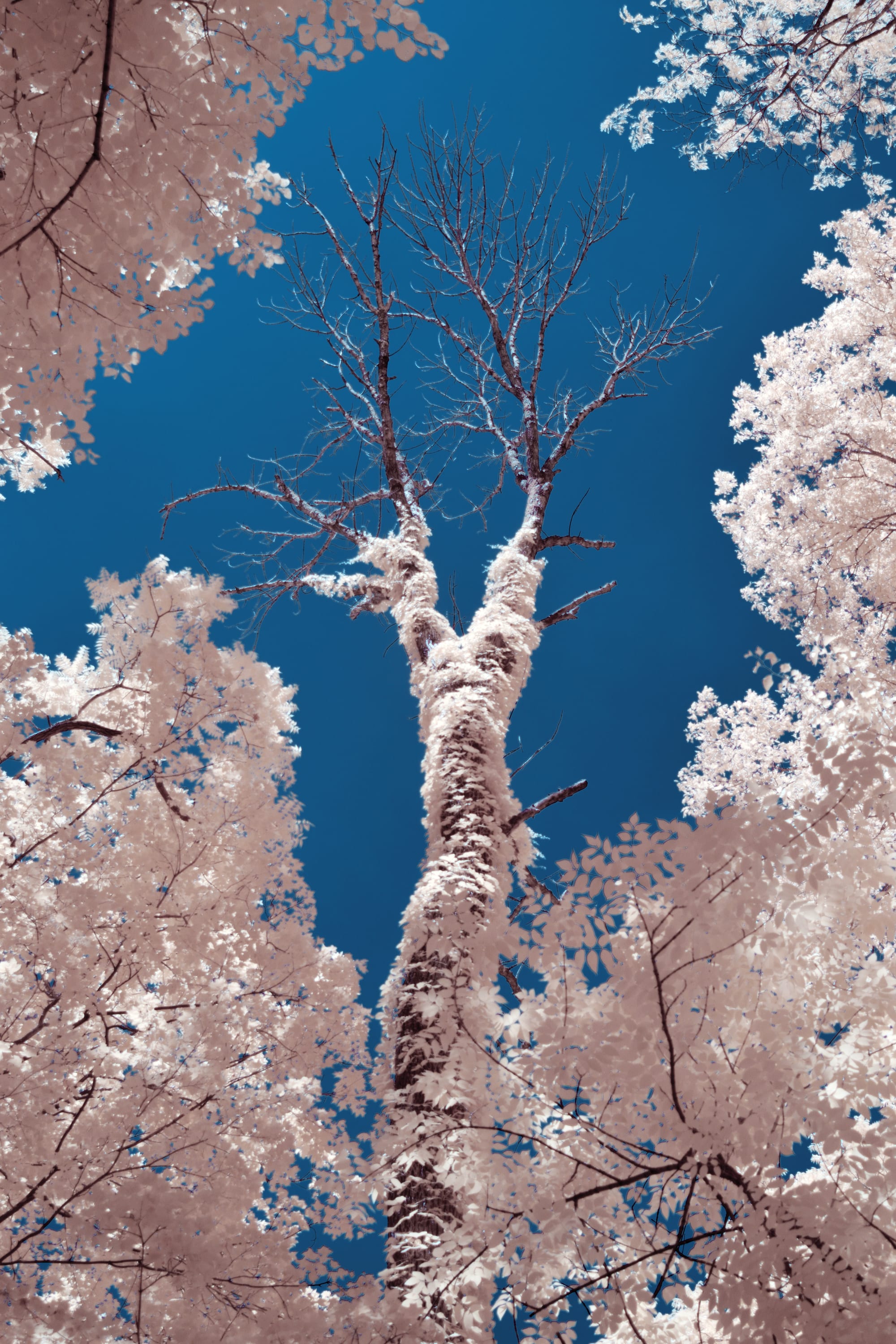 Near-infrared photograph from the Take two series — description pending curation