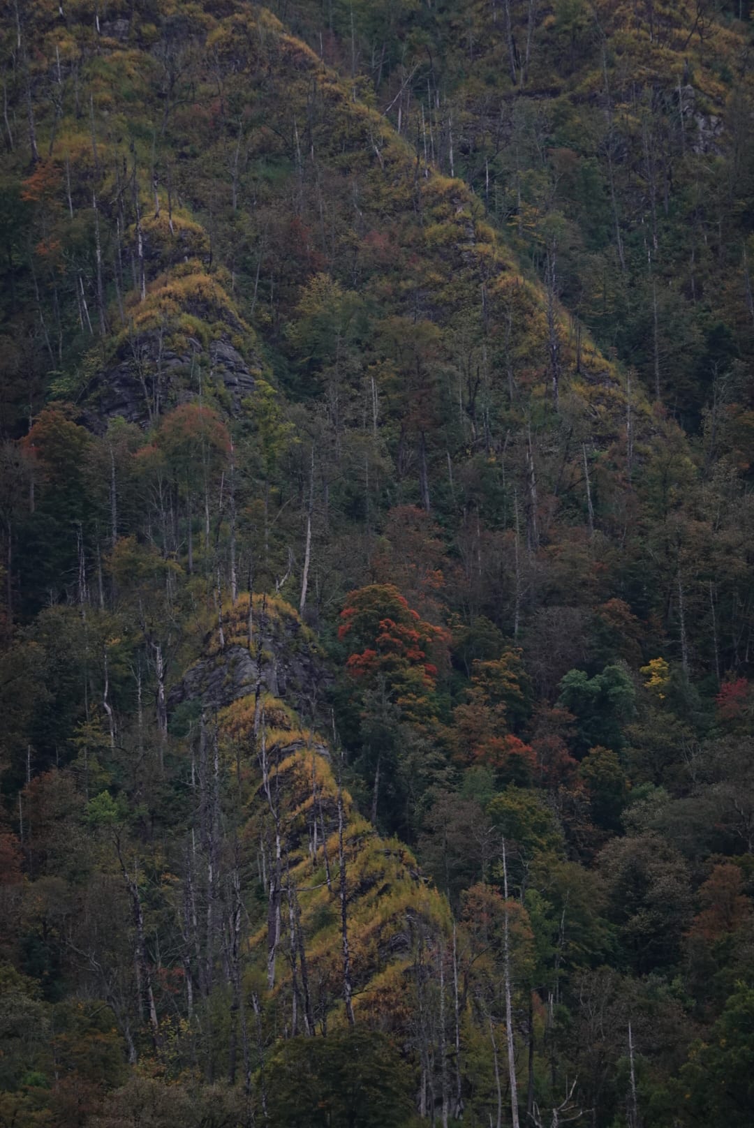 Natural-colour woodland and fungi photograph from the Woods series — description pending curation